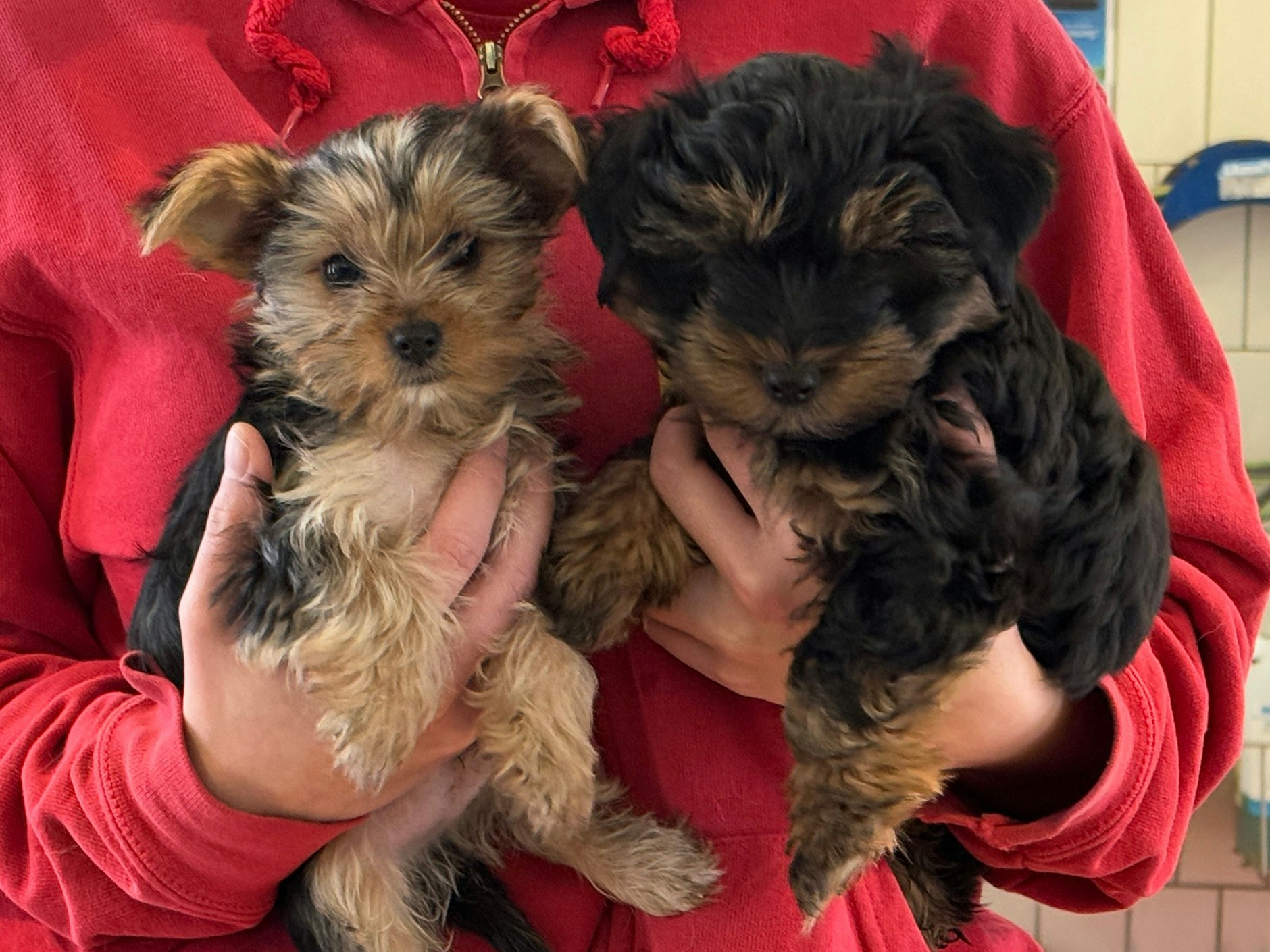 Zwei der sechs extra klein gezüchteten Yorkshire-Terrier-Welpen, die in einem Bordell versteckt wurden.