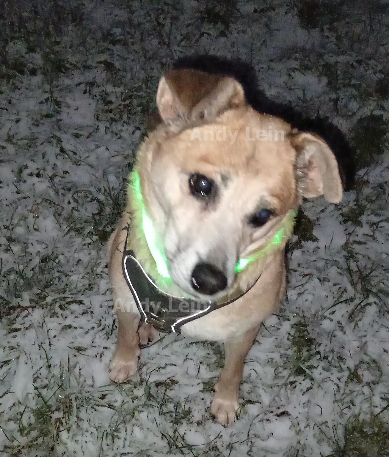Kurier-Leser Andy Lein und sein Hund beim winterlichen Spaziergang.