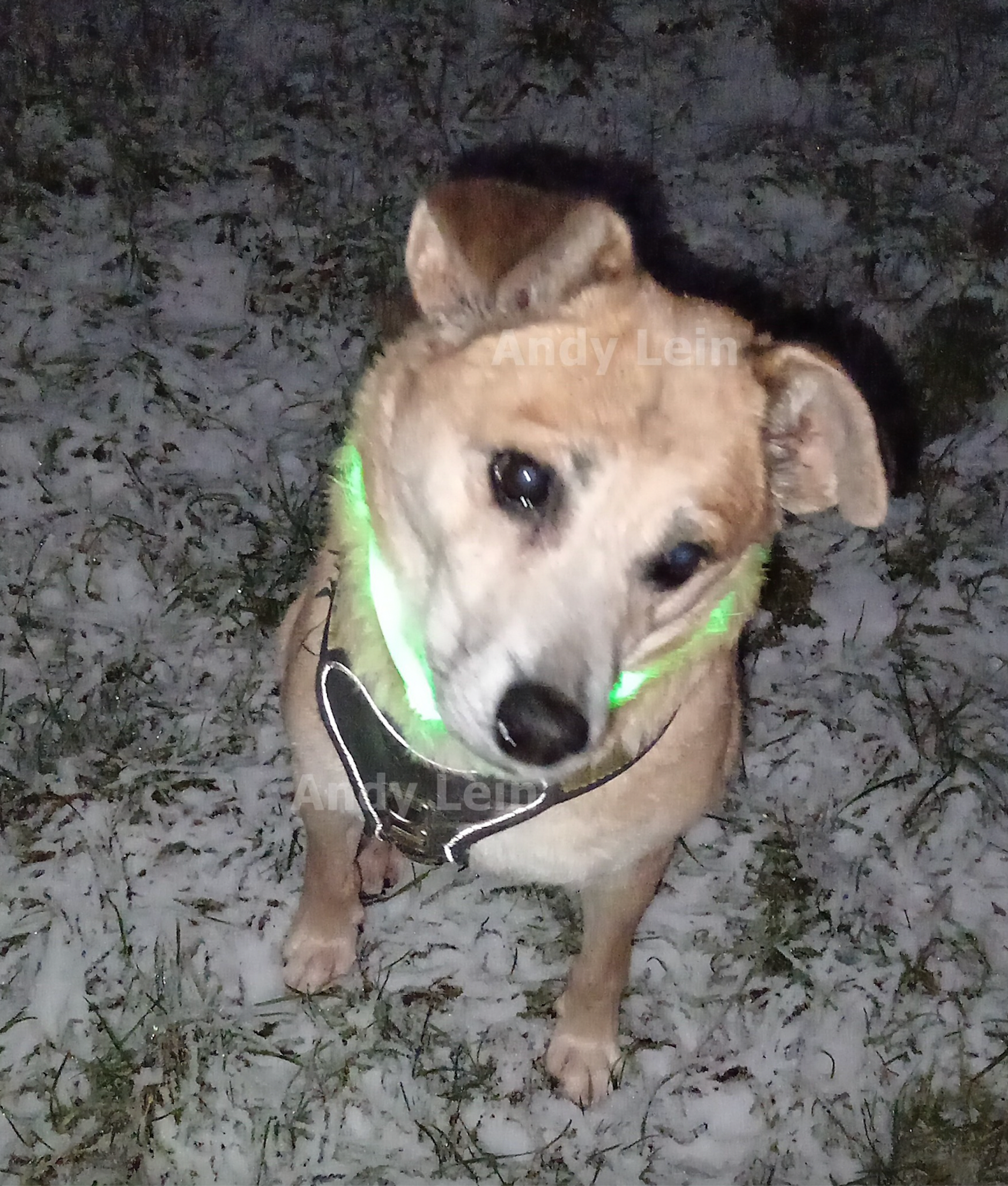 Kurier-Leser Andy Lein und sein Hund beim winterlichen Spaziergang.