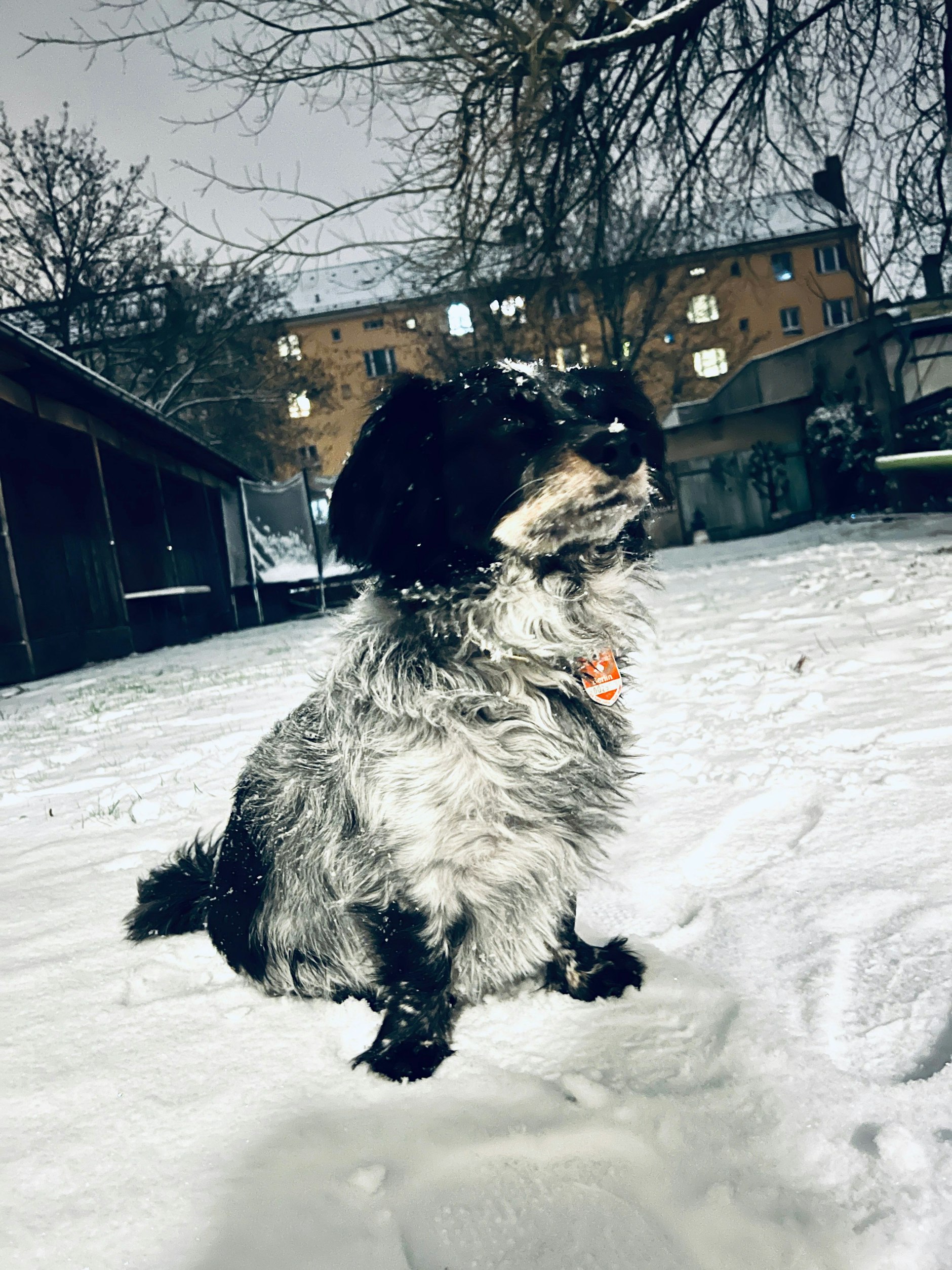 Wintergarten in Köpenick mit dem Hund Billy.
