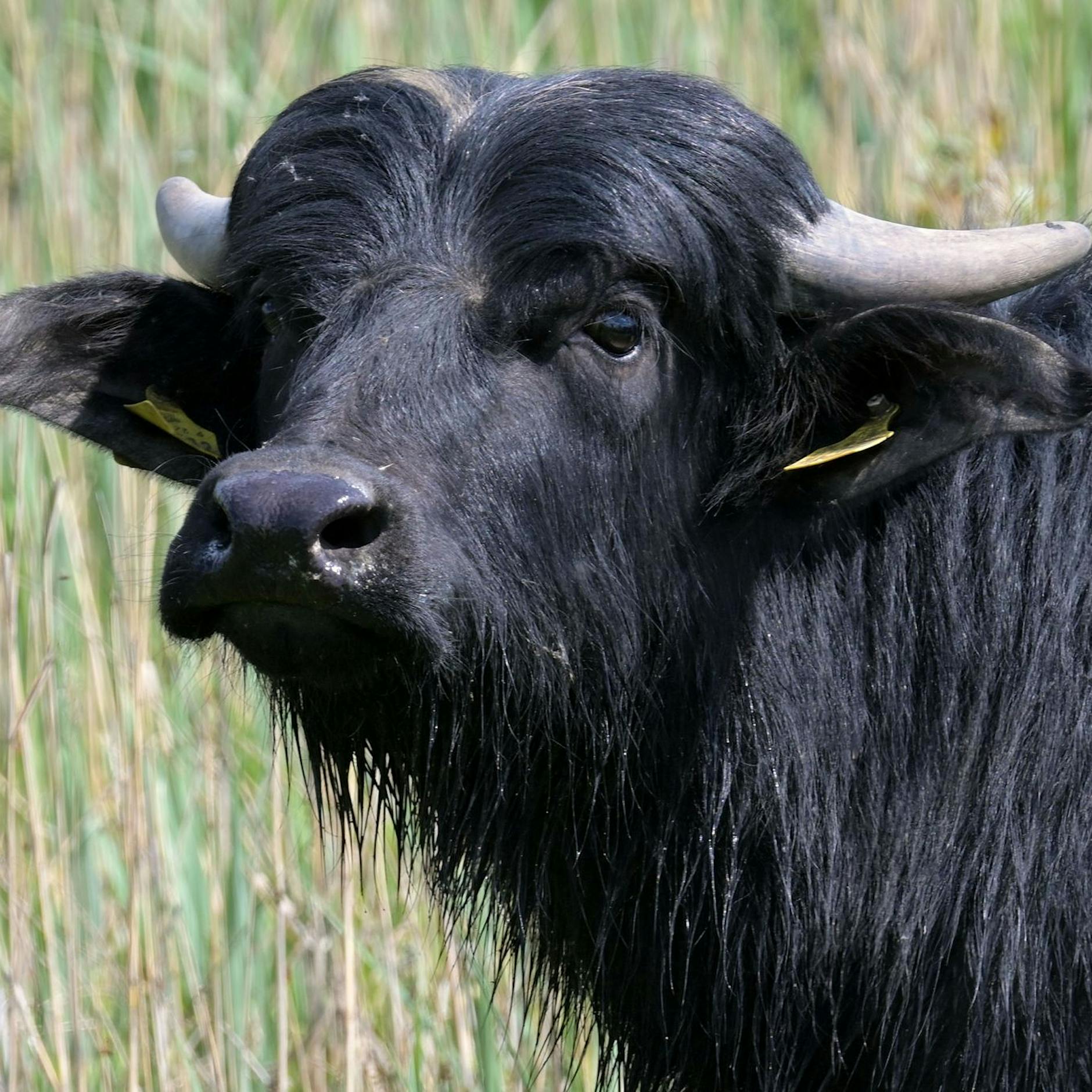 Weltweit gefürchtet: Maul- und Klauenseuche in Hönow ausgebrochen