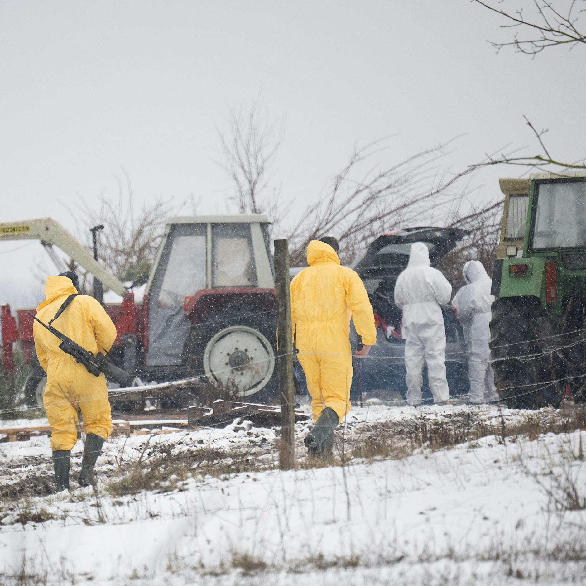 Ausbruch der Maul- und Klauenseuche in Brandenburg: Auswirkungen in Berlin