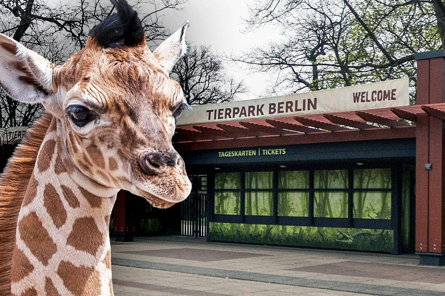 Die Tiere im Tierpark Berlin bleiben in den kommenden Tagen allein - der Park ist vorerst dicht.