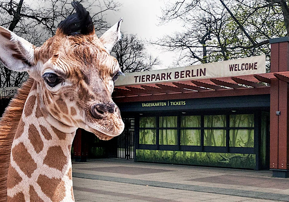 Die Tiere im Tierpark Berlin bleiben in den kommenden Tagen allein - der Park ist vorerst dicht.