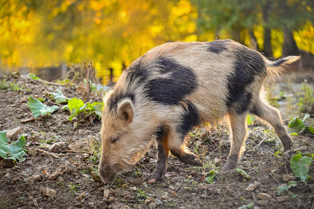 Erbe der DDR Landwirtschaft: Die letzten Schweine der DDR