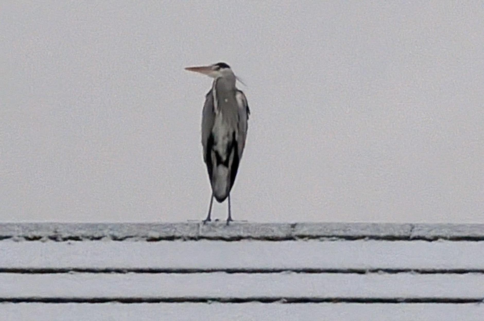 Beeindruckendes Winterfoto, Carola Jäger!