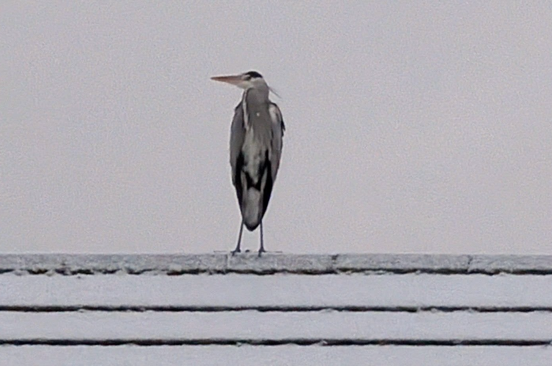 Beeindruckendes Winterfoto, Carola Jäger!