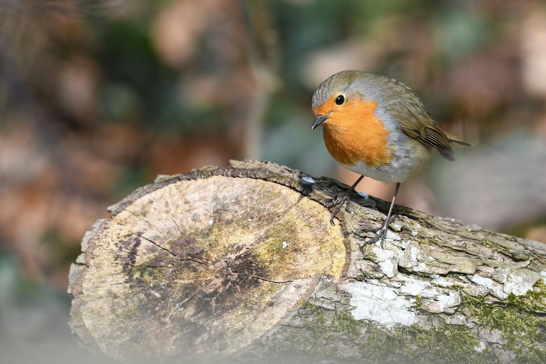 Vogelfreunde können die Tiere in ihrer Umgebung beobachten und dem NABU melden.