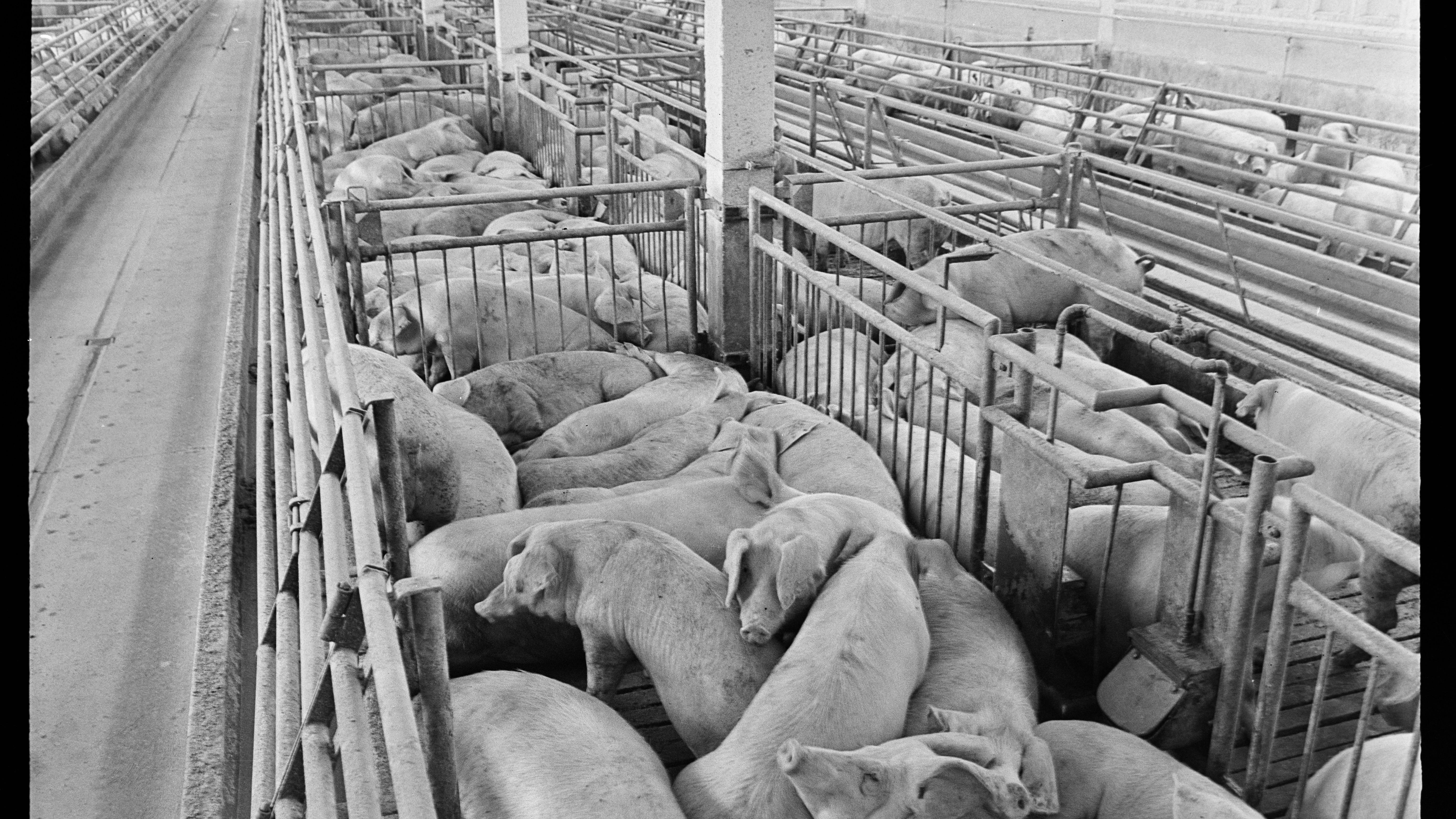 Schweinemastanlage in Müncheberg, 1974.