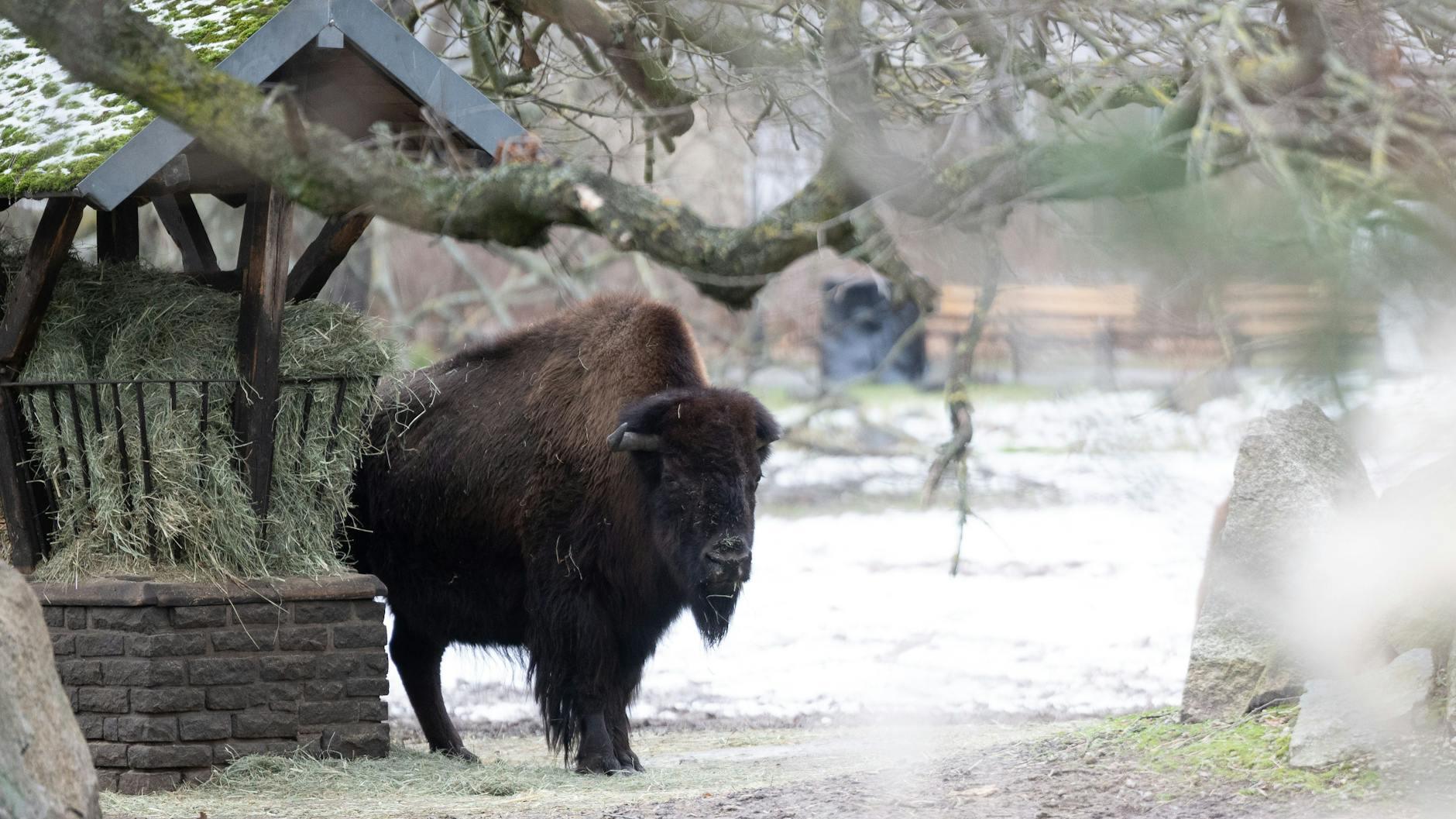 Ein Bison steht in seinem Gehege im Tierpark Berlin. In der Nähe liegt der Besucher-Eingang, der geschlossen wurde, um die Ausbreitung der Maul- und Klauenseuche zu verhindern.