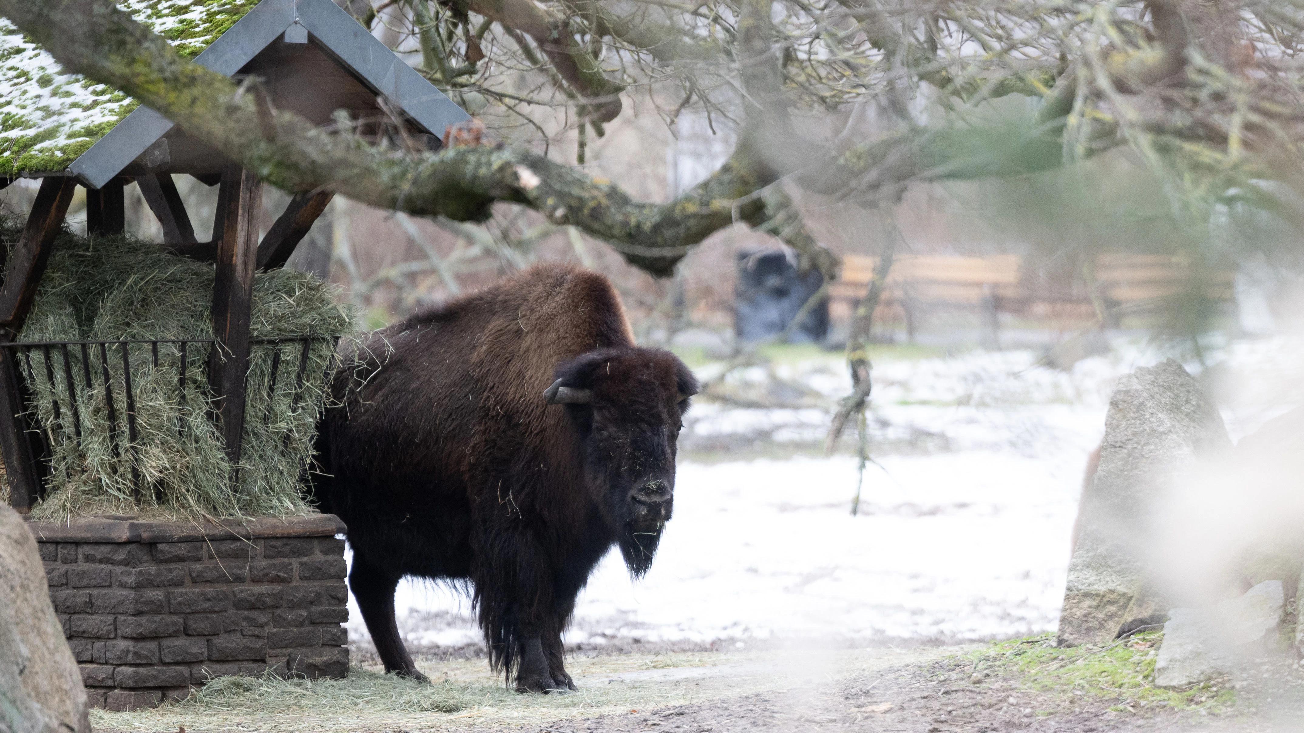 Ein Bison steht in seinem Gehege im Tierpark Berlin. In der Nähe liegt der Besucher-Eingang, der geschlossen wurde, um die Ausbreitung der Maul- und Klauenseuche zu verhindern.