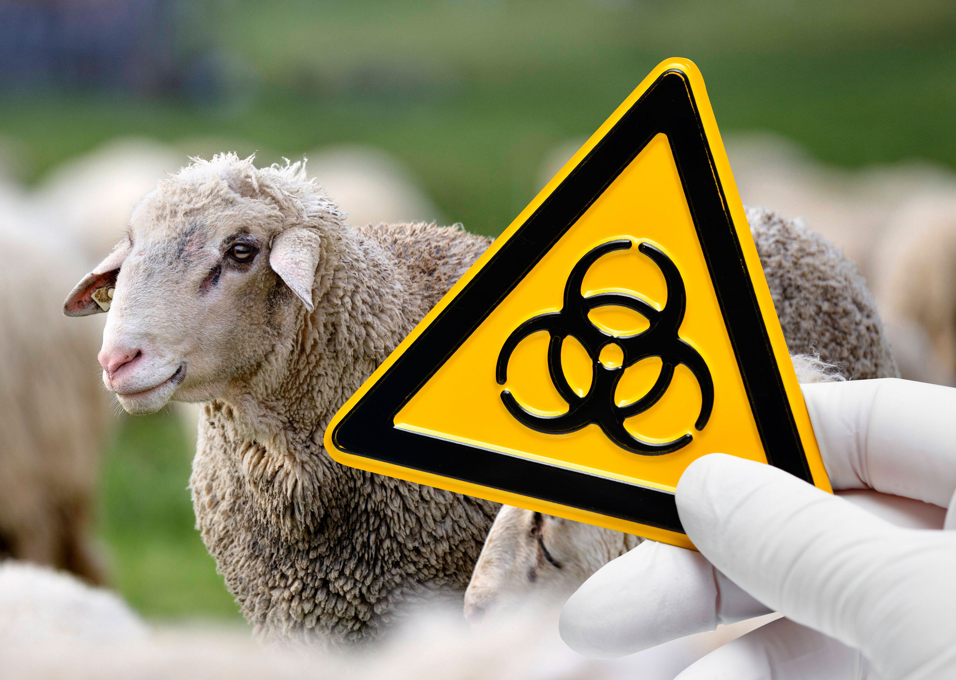 Maul- und Klauenseuche in Berlin: Können auch Menschen erkranken?