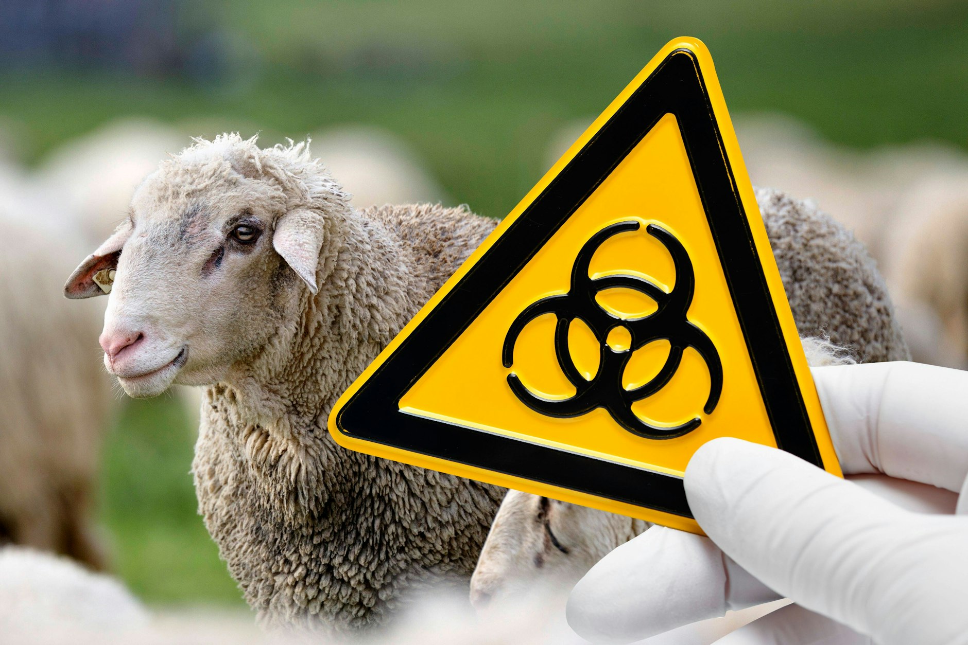 Die Behörden sind aufgrund des Ausbruchs der Maul- und Klauenseuche alarmiert. Kann die Krankheit auch beim Menschen ausbrechen?