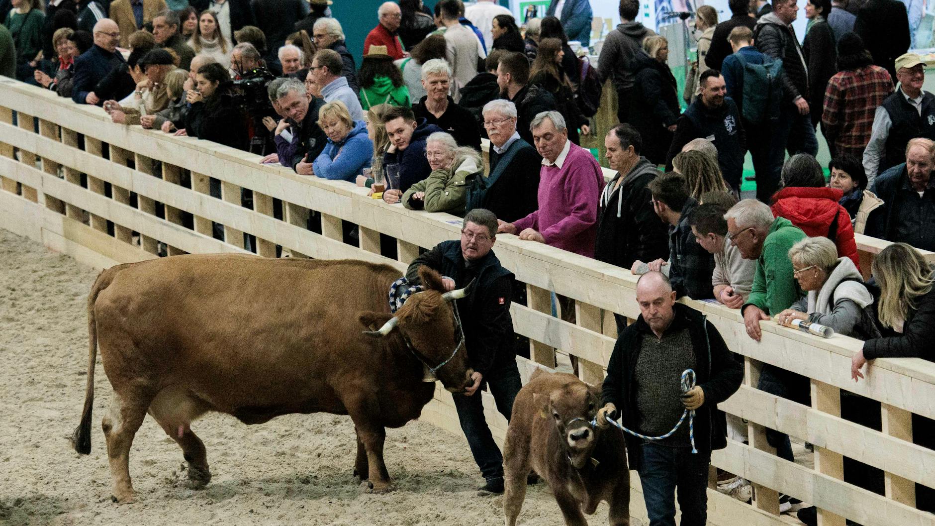 In der Tierhalle der Grünen Woche werden in diesem Jahr keine Rinder vorgeführt.