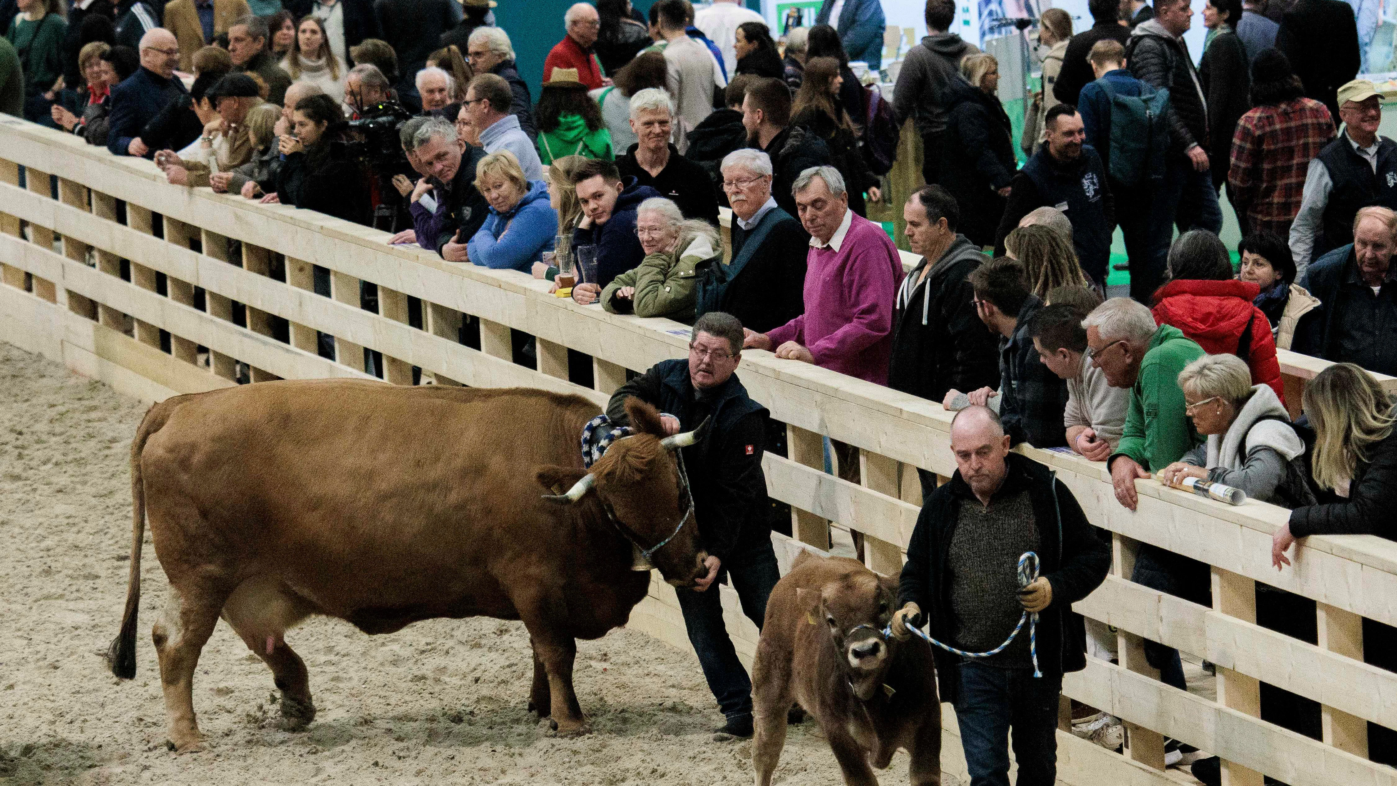In der Tierhalle der Grünen Woche werden in diesem Jahr keine Rinder vorgeführt.