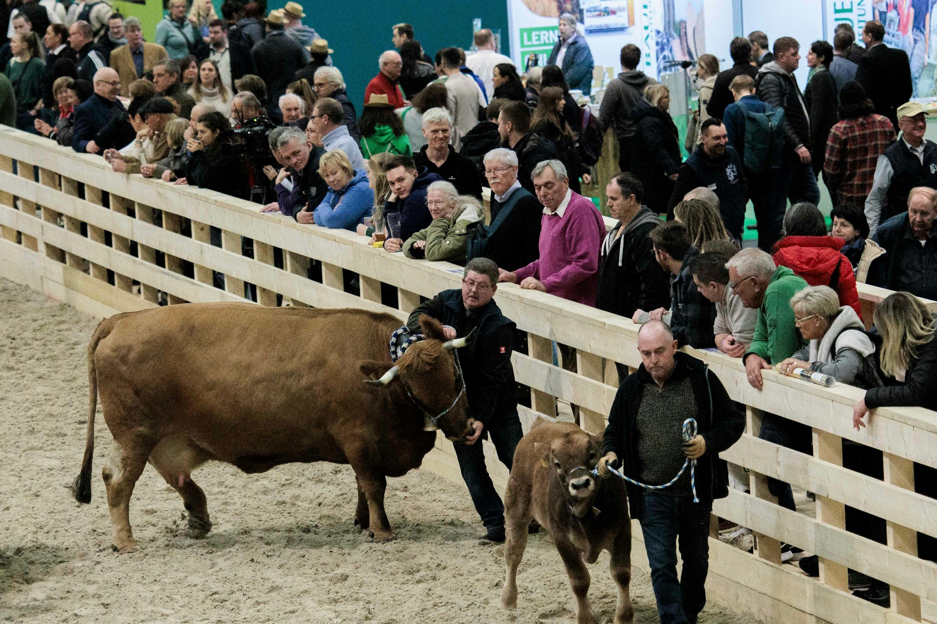 Vom 17. Januar an findet die Grüne Woche 2025 in Berlin statt. Diesmal ohne Rinder, Schafe und Ziegen in der Tierhalle.