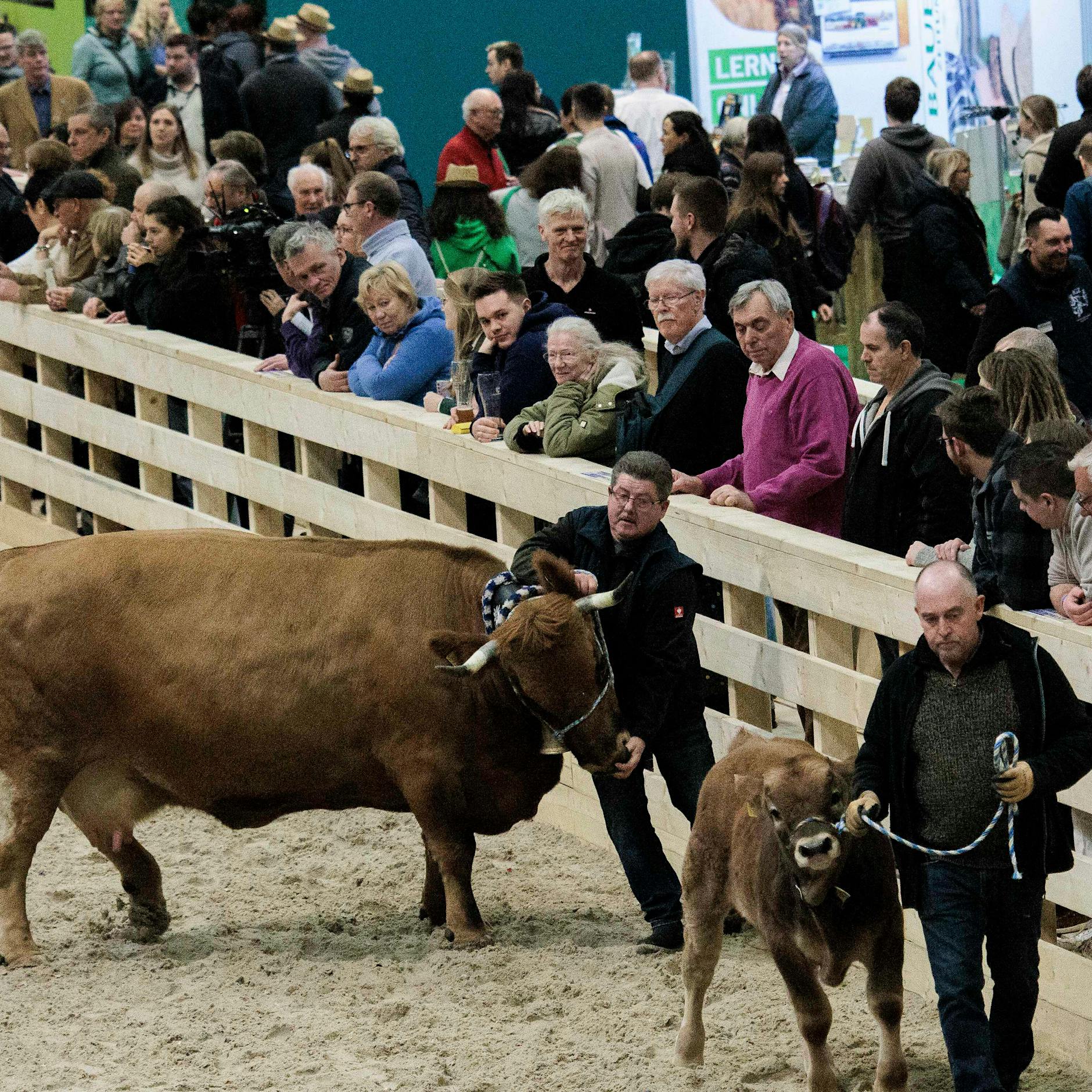 Grüne Woche sperrt Rinder, Ziegen und Schafe aus