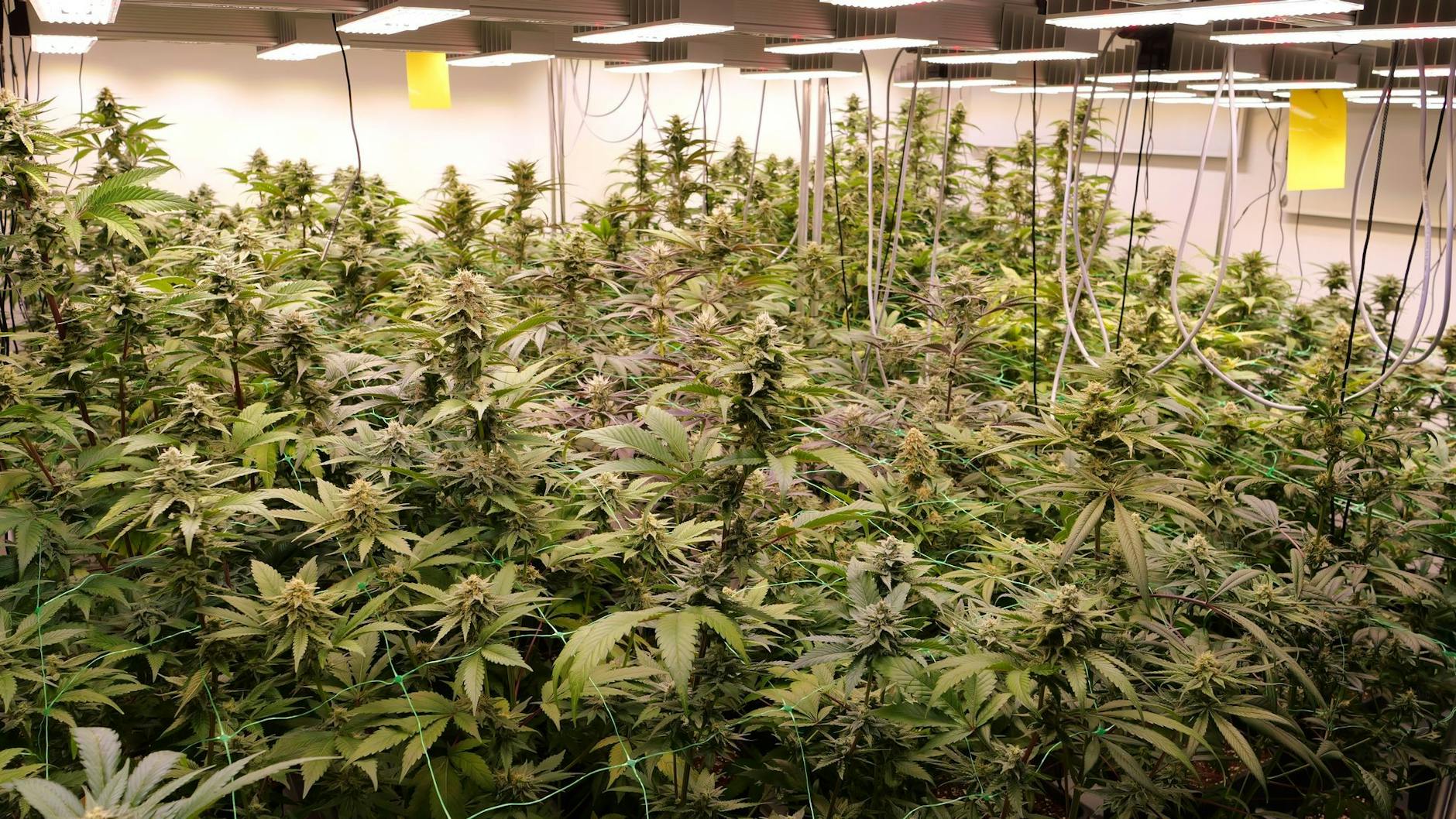 Auch in Brandenburg sprießen die Cannabis-Pflanzen der Anbauvereine, hier in den Räumen des Anbauvereins Cannabis Social Club.