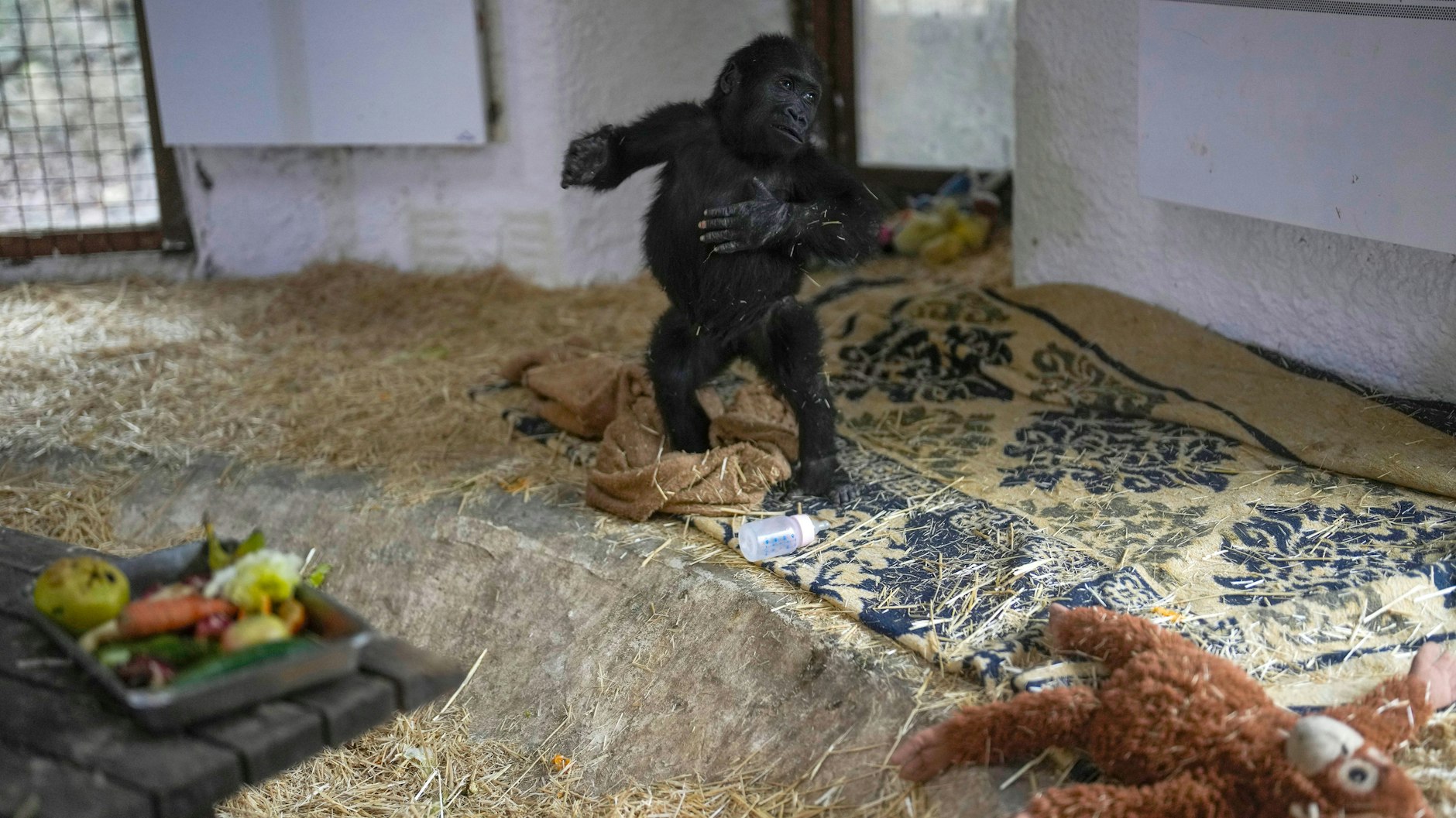 Der kleine Gorilla-Junge hat sich gut erholt, Zeytin in einem für ihn eingerichteten Bereich eines Zoos in Istanbul.