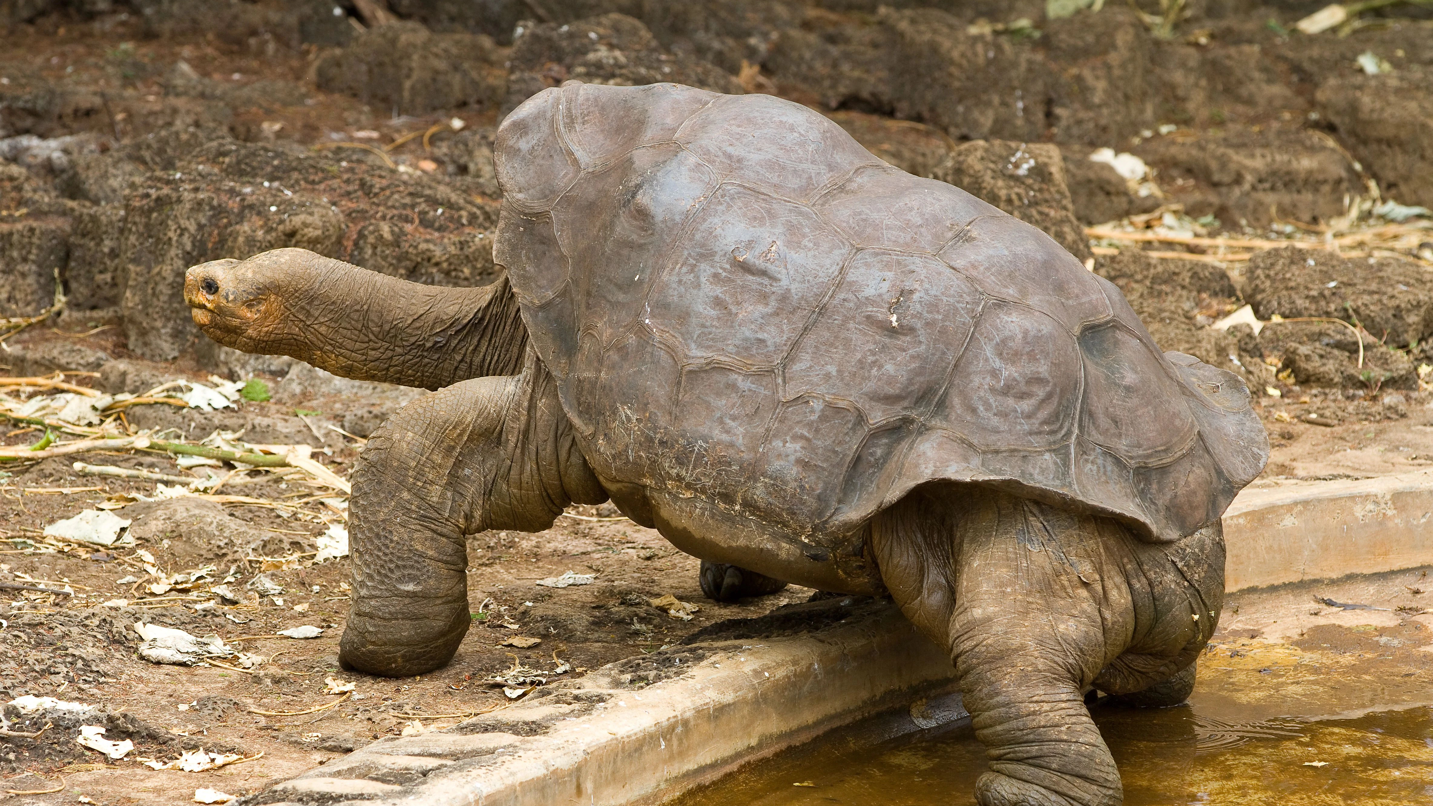 Die Schildkröte mit dem Namen Lonesome George war einer der berühmtesten Endlinge der neuesten Zeit.