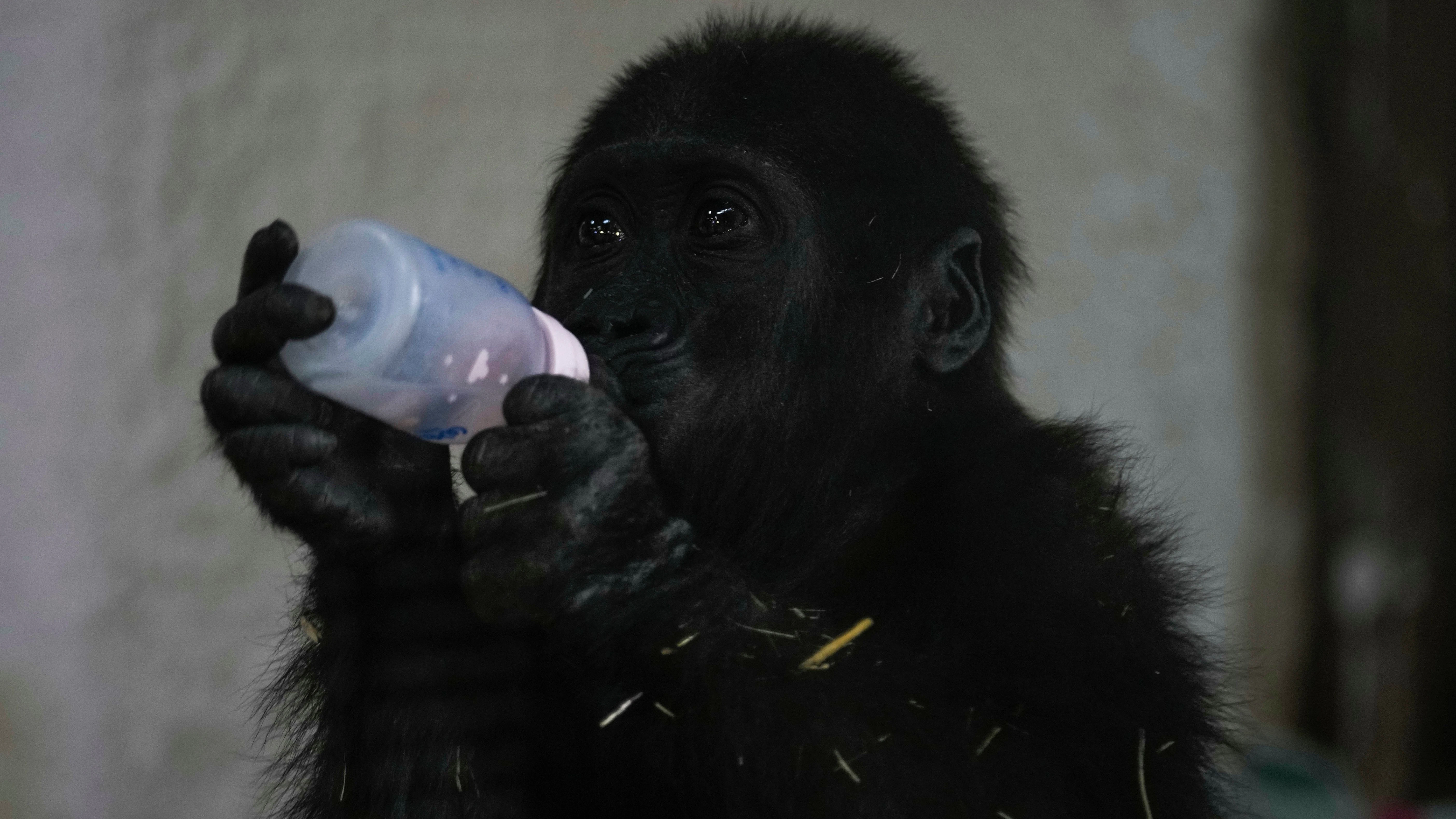 Gorillababy Zeytin nuckelt an seiner Milchflasche, der Kleine wird im Zoo in Istanbul aufgepäppelt.