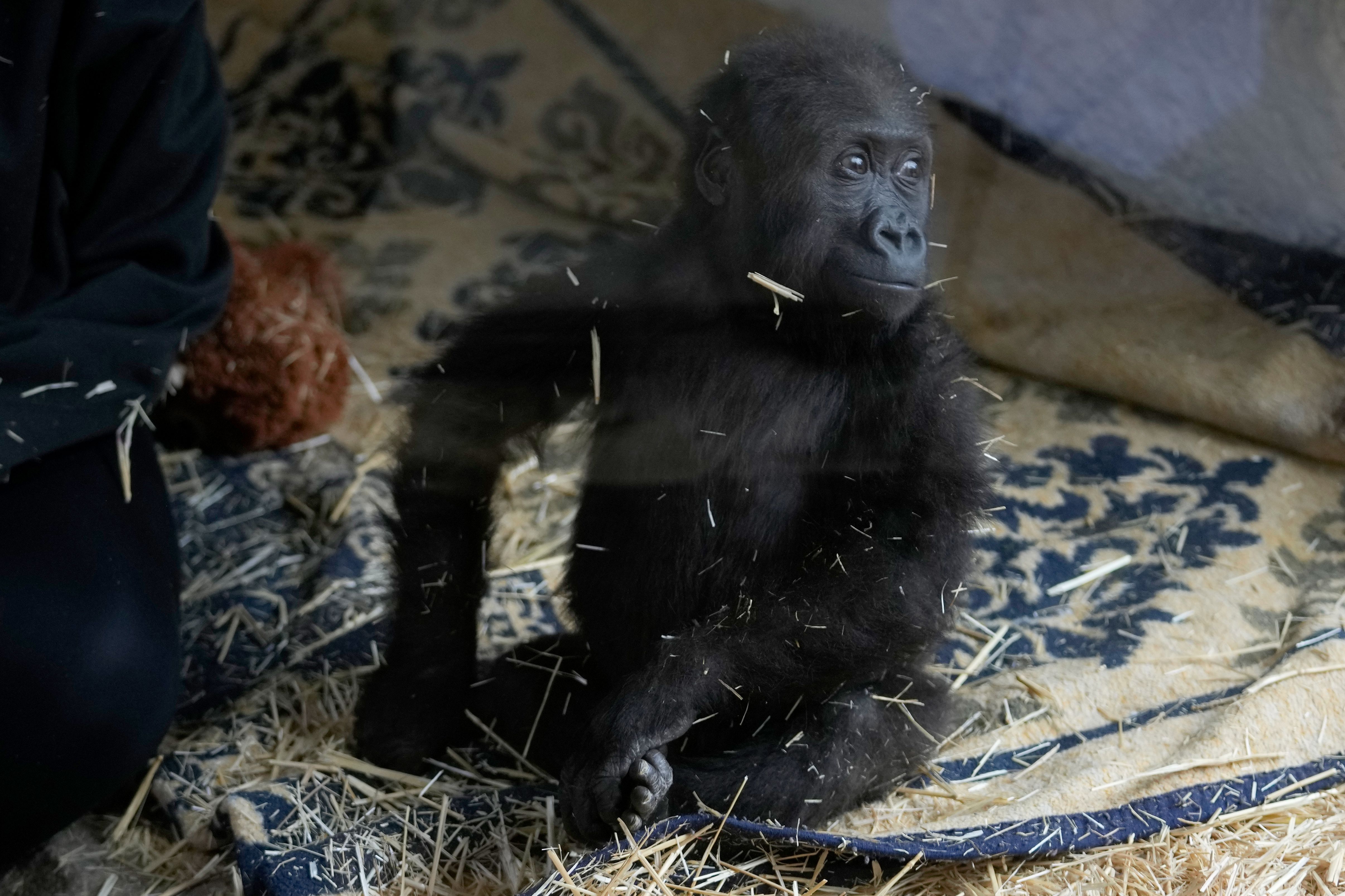 Image - Gorilla-Baby Zeytin entkam den fiesen Tier-Schmugglern