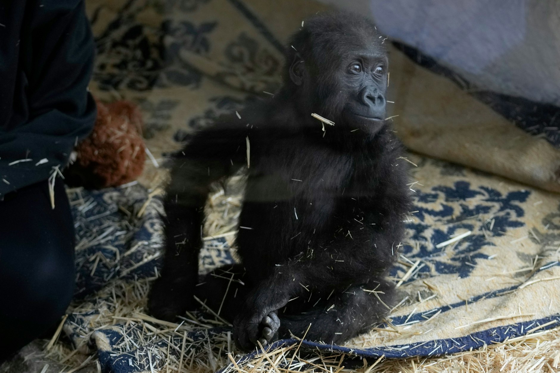 Der kleine Gorilla, der nun Zeytin getauft wurde, in einem Zoo in Istanbul. Er war das Opfer von Tierschmugglern.