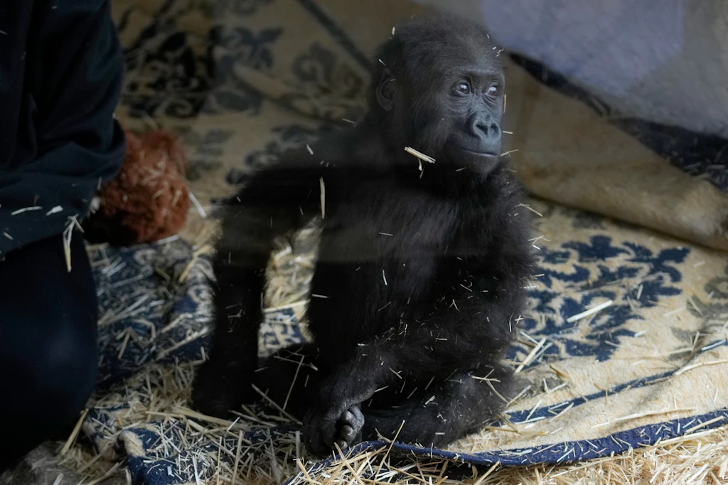 Gorilla-Baby Zeytin entkam den fiesen Tier-Schmugglern