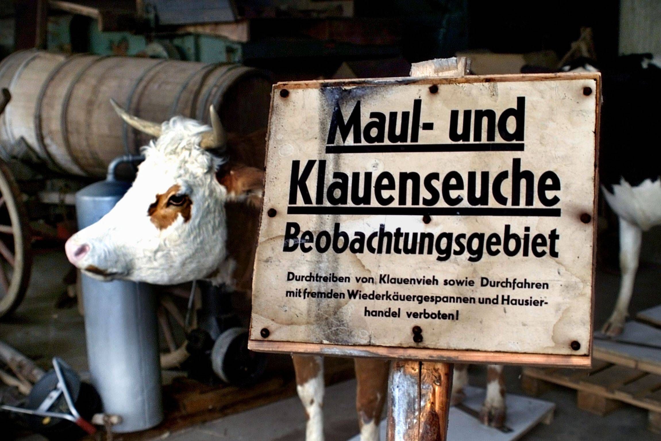 Letzte Maul- und Klauenseuche in der DDR: Auch da spionierte die Stasi