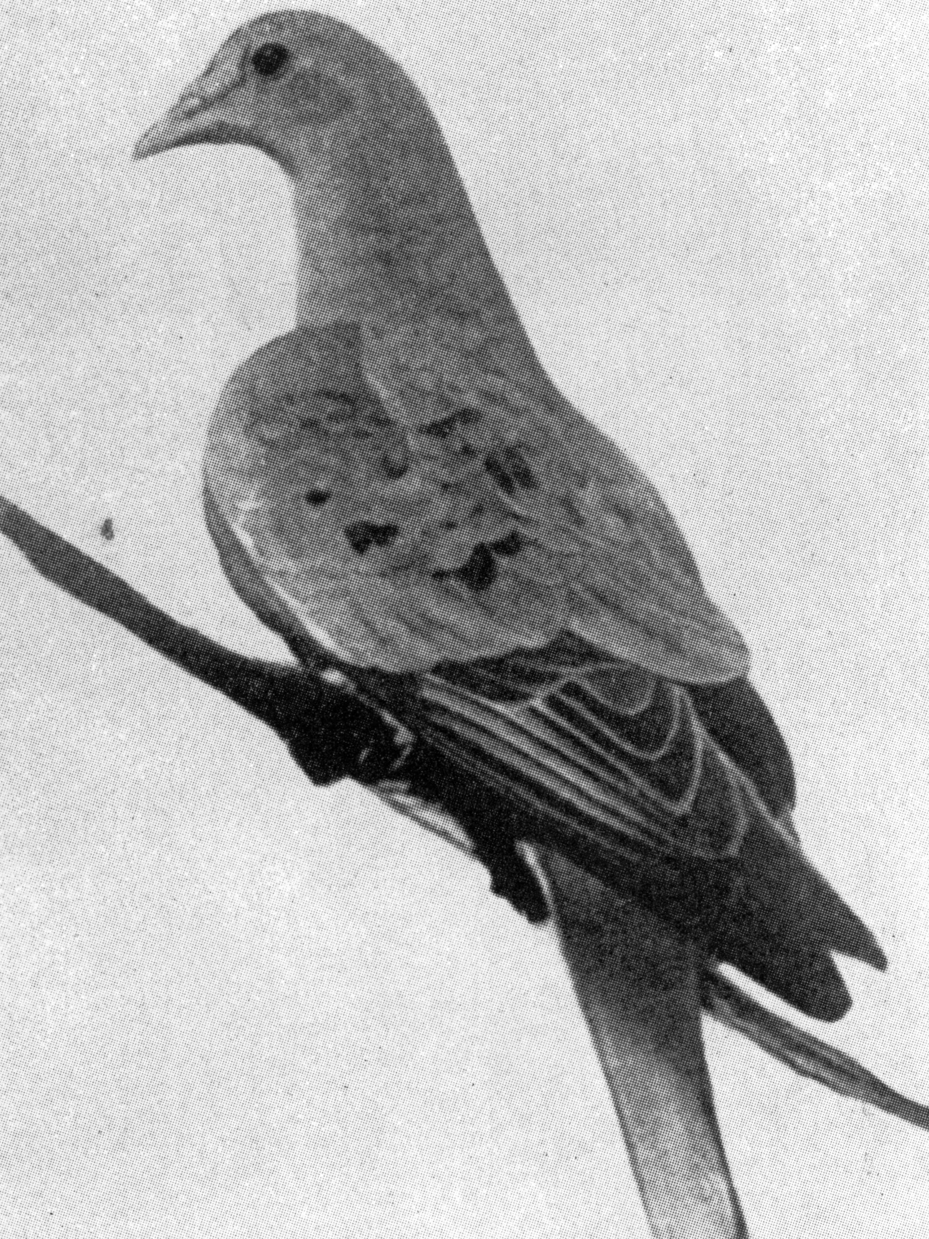 Wandertaube Martha war die letzte ihrer Art, als sie im Jahr 1914 verstarb - sie war ein wahrer Endling.