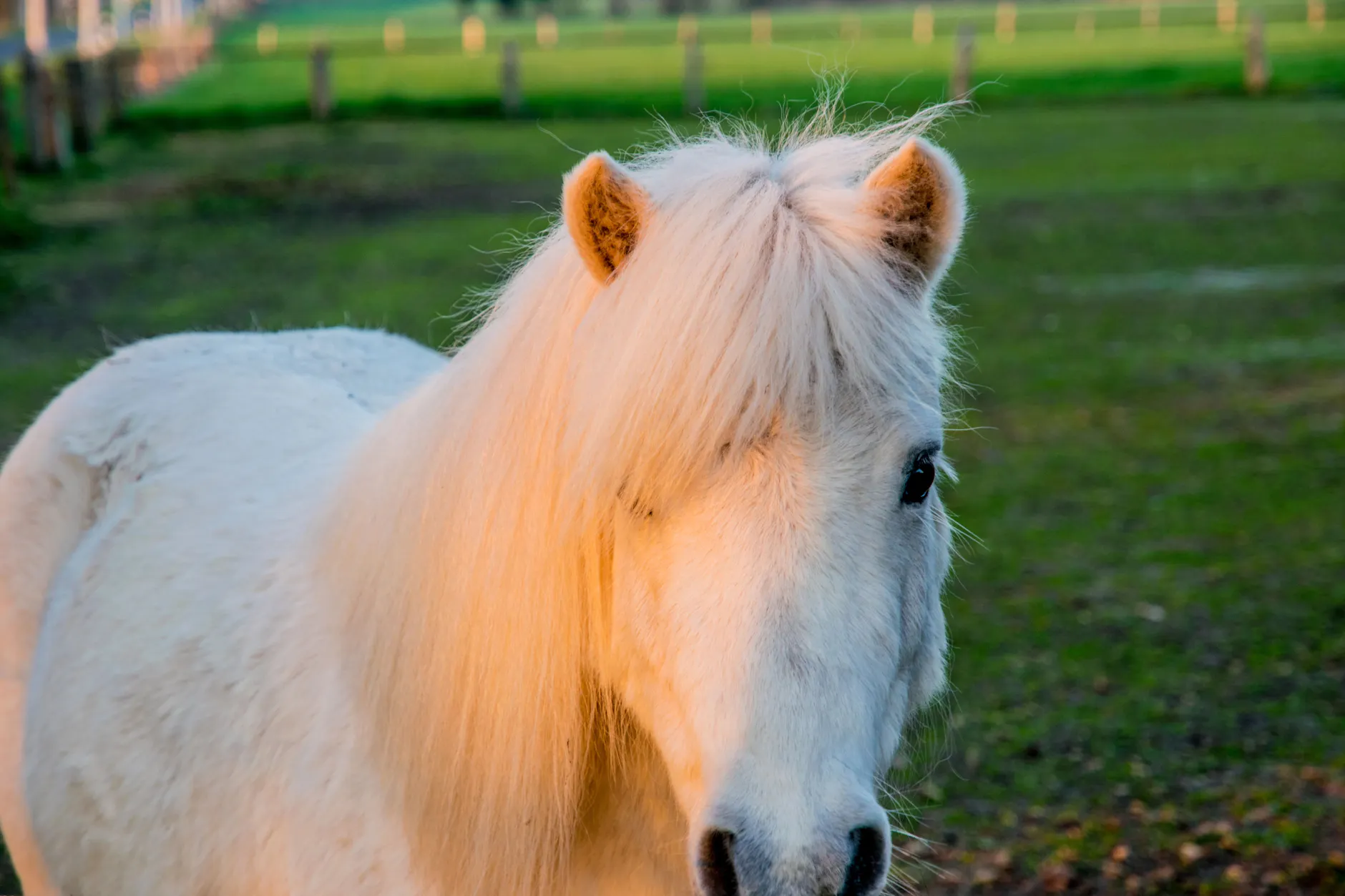 Nachhaltig oder einfach nur schlimm? Im schwedischen Borås Tierpark fressen Löwen, Hyänen und Wildhunde künftig Fleisch von alten Pferden. (Symbolfoto)