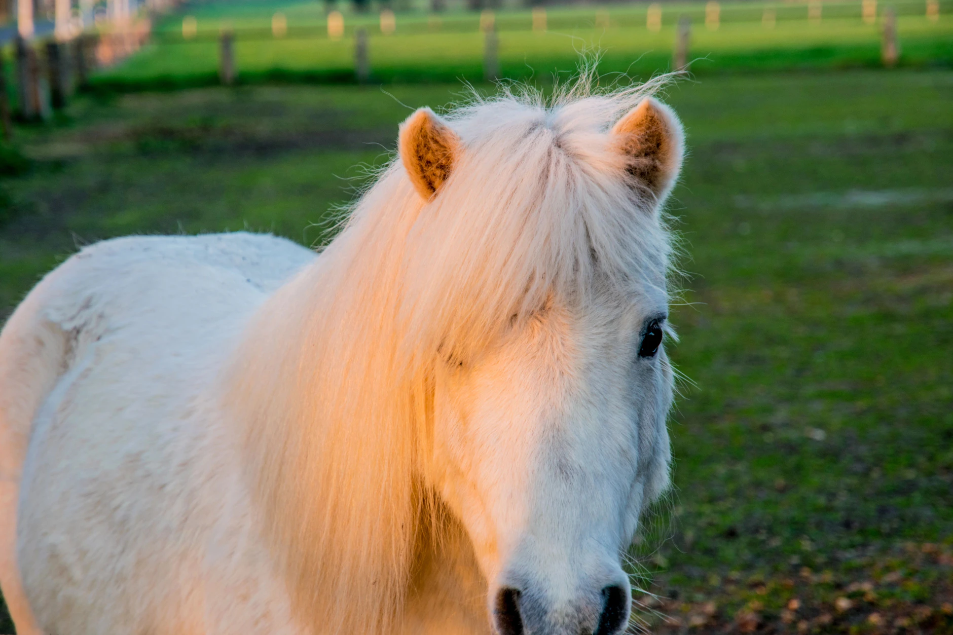 Nachhaltig oder einfach nur schlimm? Im schwedischen Borås Tierpark fressen Löwen, Hyänen und Wildhunde künftig Fleisch von alten Pferden. (Symbolfoto)