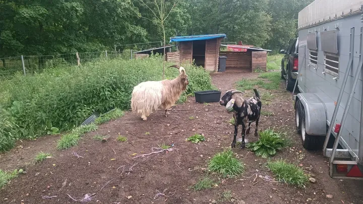 Schöneiche: Ziegenhirte verliert 55 geliebte Tiere wegen Klauenseuche