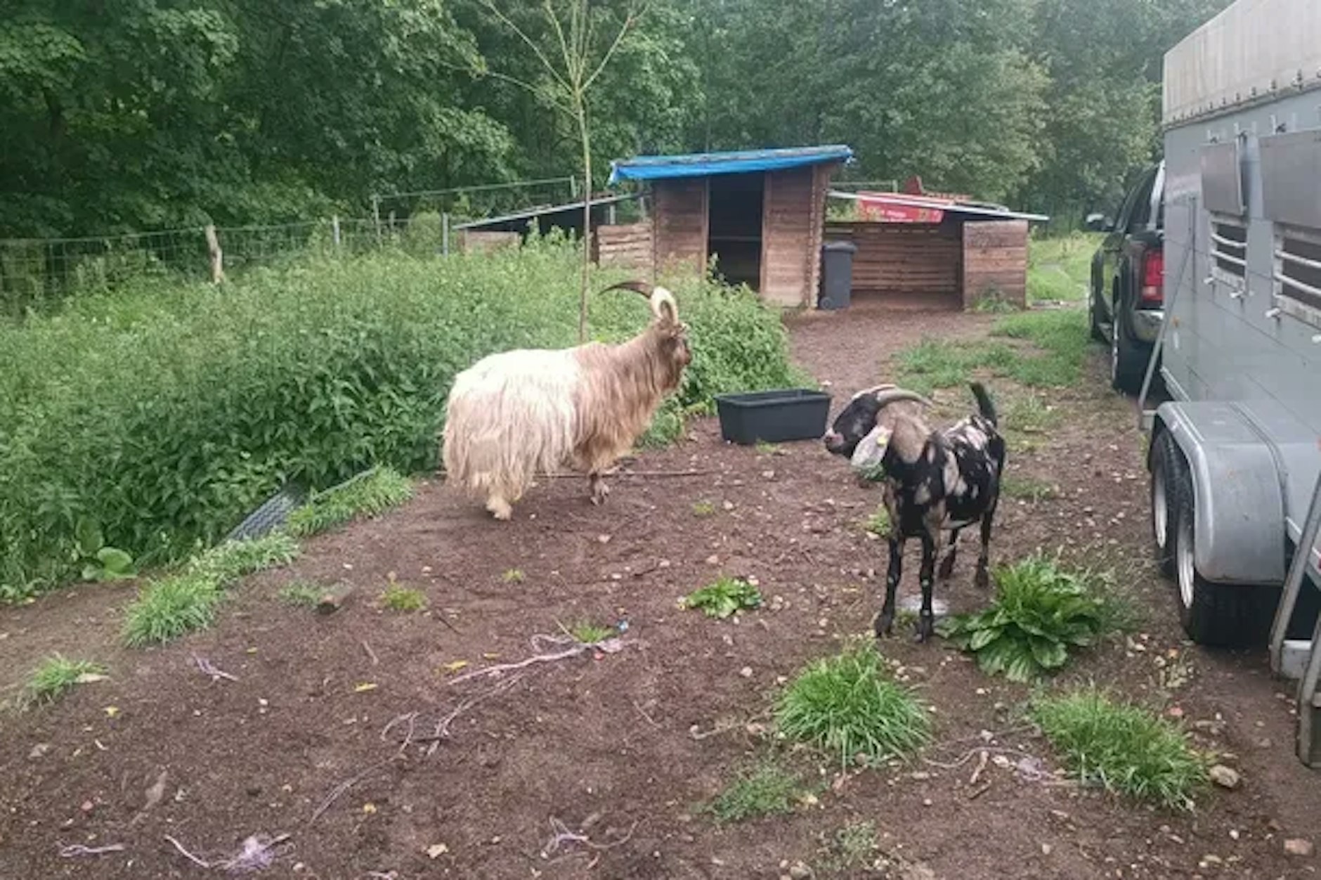Der Ziegenhof Teudt in Berlin-Schöneiche musste nach dem Ausbruch der Maul- und Klauenseuche 55 geliebte Tiere keulen lassen.
