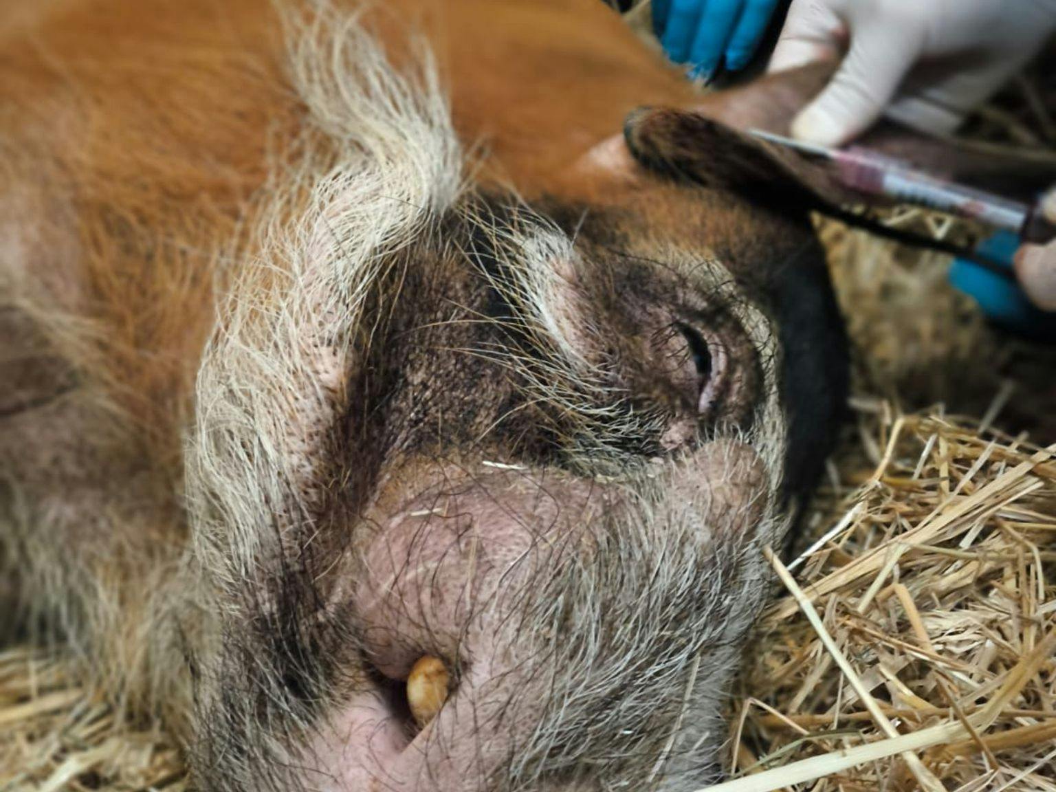Einem Pinselohrschwein im Tierpark wird eine Blutprobe entnommen. Die Probe wird an das Landeslabor Berlin-Brandenburg geschickt und auf die Maul- und Klauenseuche getestet.