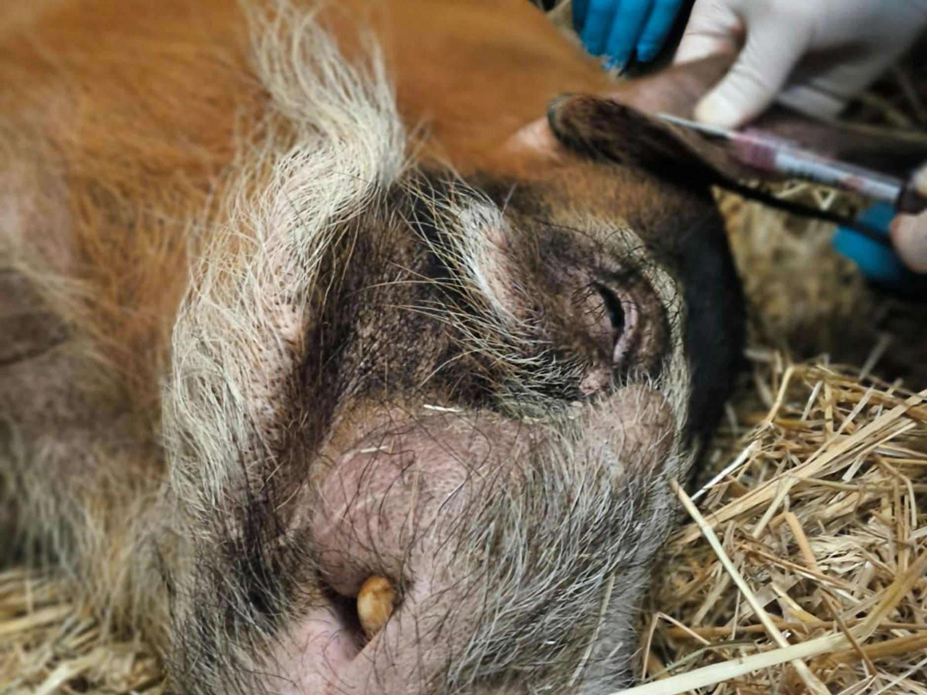 Einem Pinselohrschwein im Tierpark wird eine Blutprobe entnommen. Die Probe wird an das Landeslabor Berlin-Brandenburg geschickt und auf die Maul- und Klauenseuche getestet.