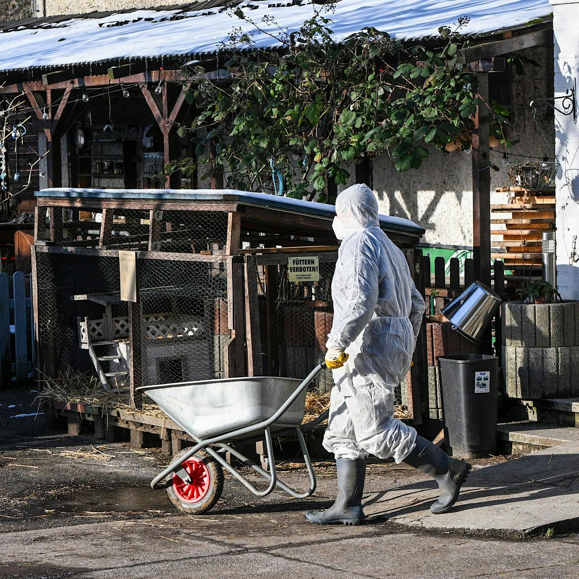 Ausbruch der Maul- und Klauenseuche: Hunderte Tiere in Lichtenberg untersucht