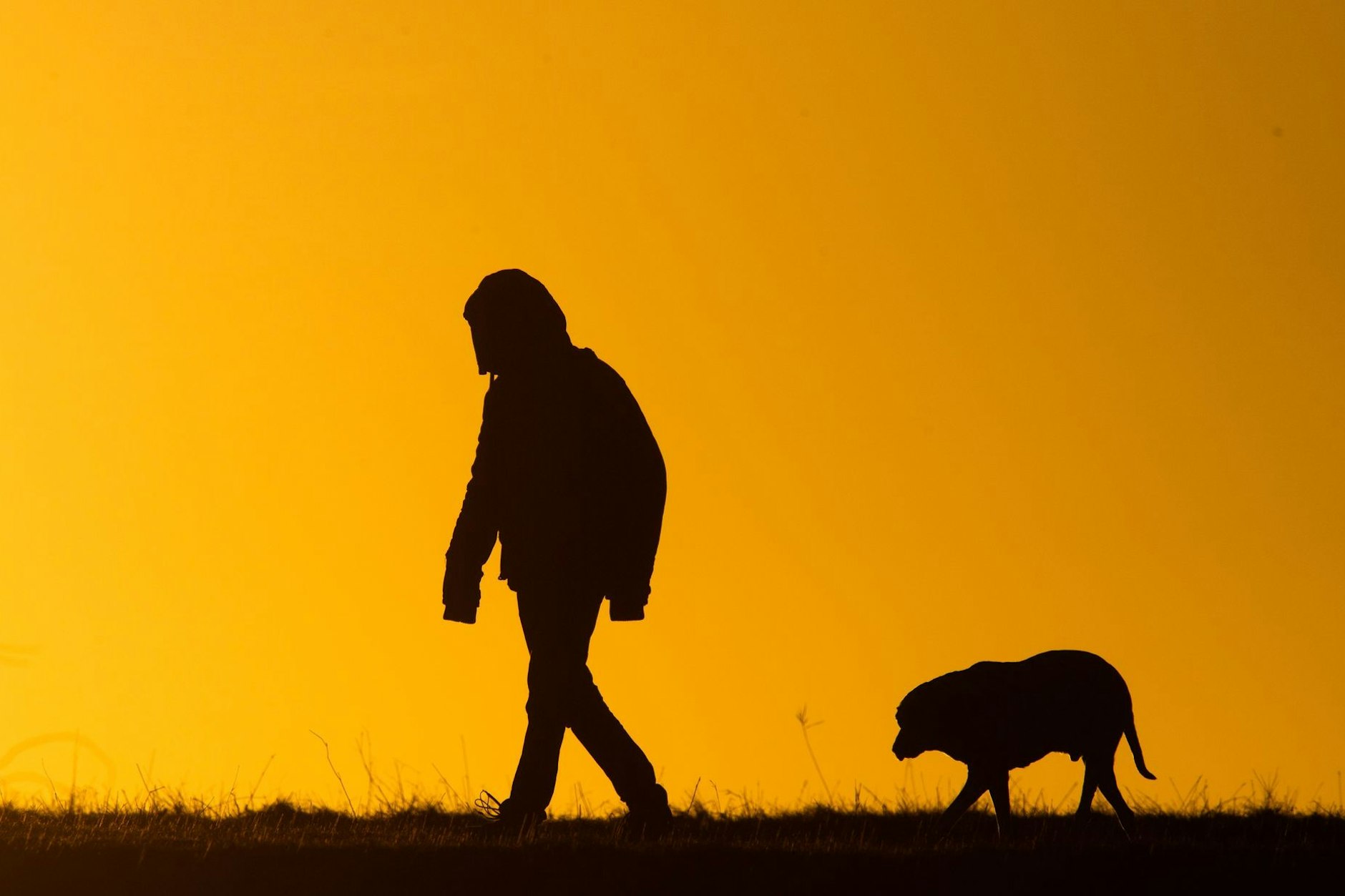 Ein Mann spaziert mit einem Hund bei Sonnenaufgang über einen Feldweg. Im Sperrkreis (3 Kilometer Radius) rund um den von Maul- und Klauenseuche betroffenen Betrieb in Hönow müssen Hunde angeleint werden.