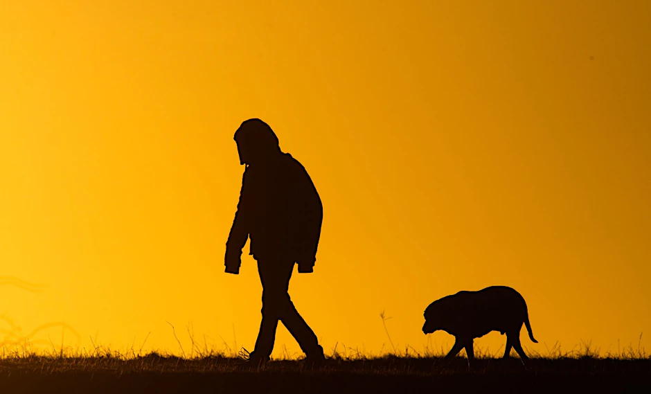 Ein Mann spaziert mit einem Hund bei Sonnenaufgang über einen Feldweg. Im Sperrkreis (3 Kilometer Radius) rund um den von Maul- und Klauenseuche betroffenen Betrieb in Hönow müssen Hunde angeleint werden.