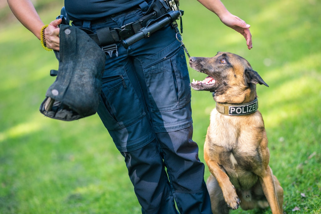 “İnsanların bir daha asla köpek gezdirmesine izin verilmeyecek.”