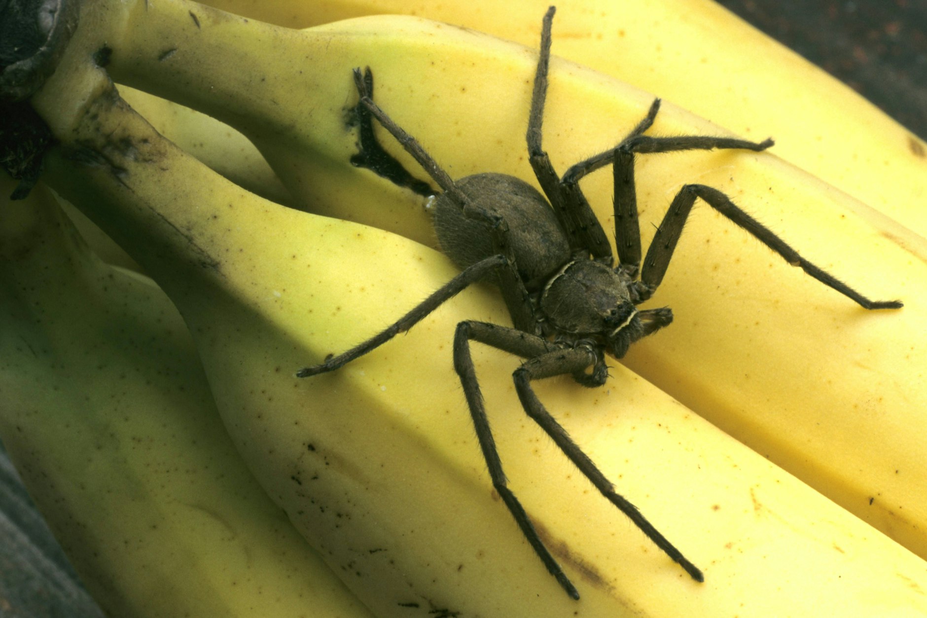 Schreck im Supermarkt: Eine große Spinne krabbelte aus einer Bananenkiste.