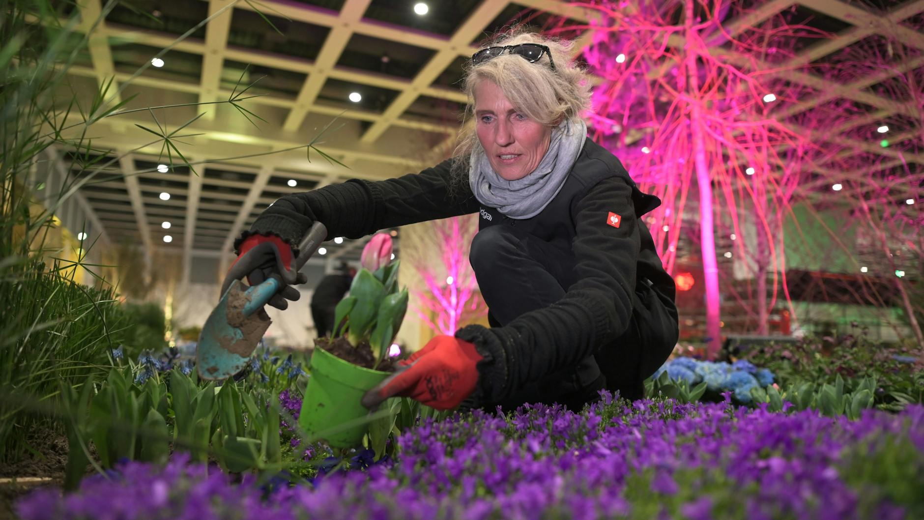 Letzte Vorbereitungen in der Blumenhalle, wie in jedem Jahr ist die Blütenpracht ein Anziehungspunkt im grauen Berliner Januar.