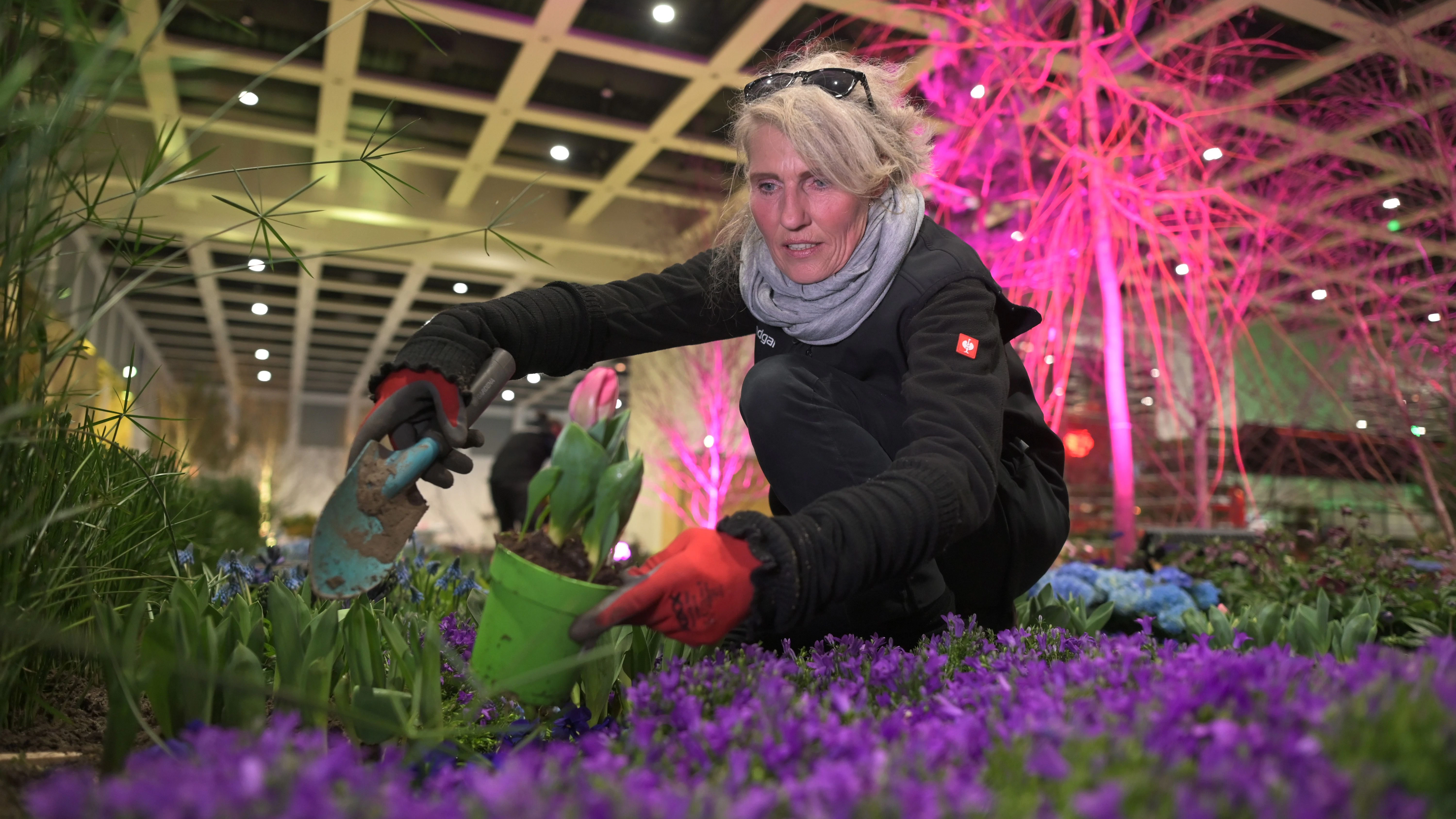 Letzte Vorbereitungen in der Blumenhalle, wie in jedem Jahr ist die Blütenpracht ein Anziehungspunkt im grauen Berliner Januar.
