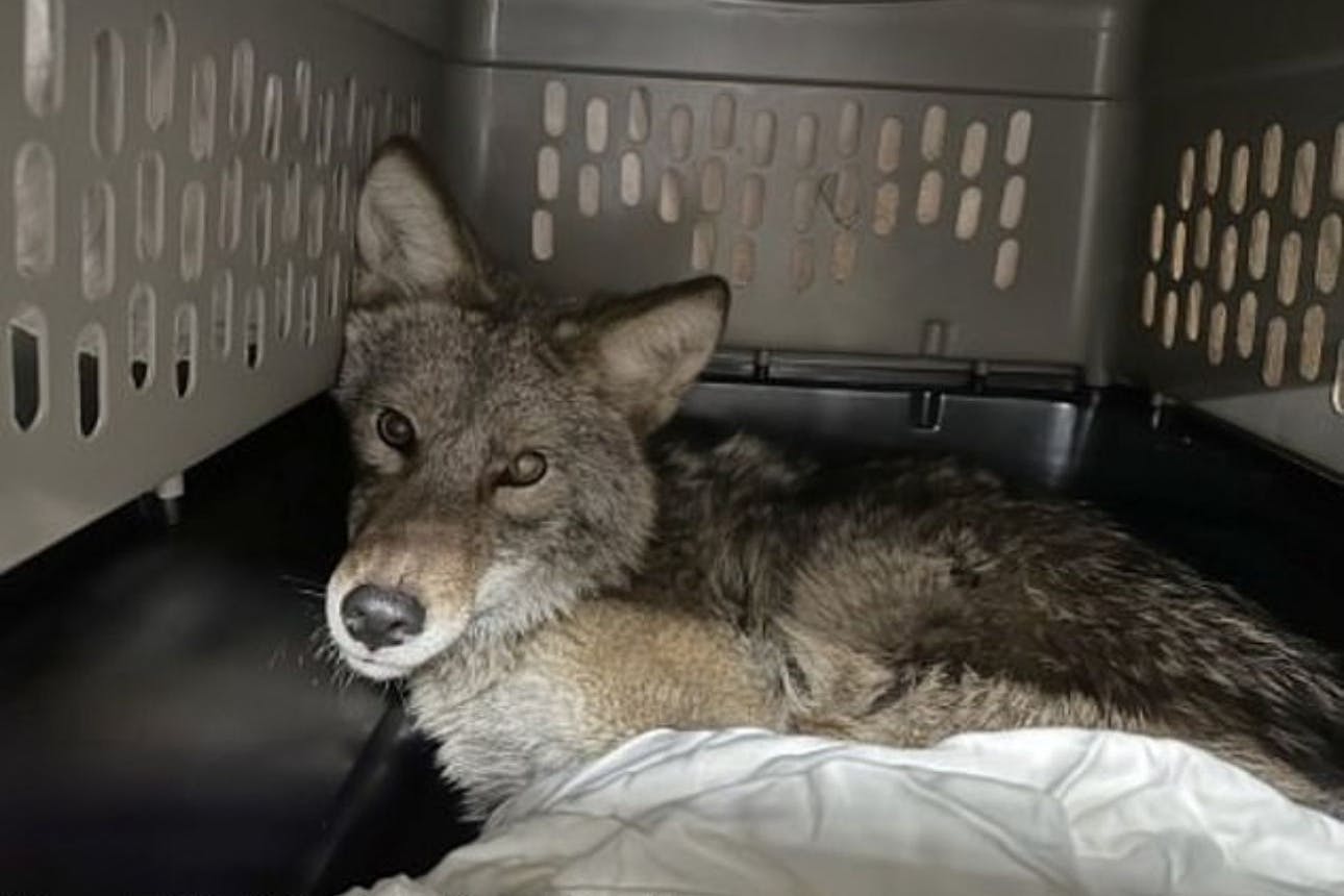 Die Kojote wurde gefangen und liegt in einer Transportbox