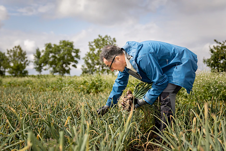 Der Bundesminister für Ernährung und Landwirtschaft, Cem Özdemir, erntet Zwiebeln auf einem Feld in Uetze.