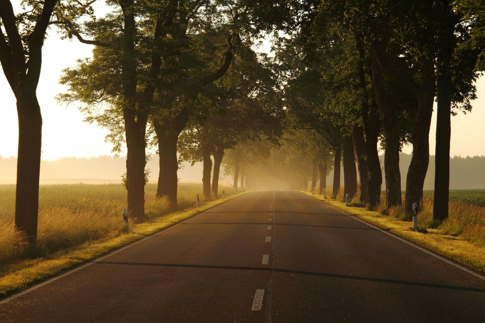 Spitzenreiter: In keinem anderen Bundesland gibt es so viele Alleen wie in Brandenburg.