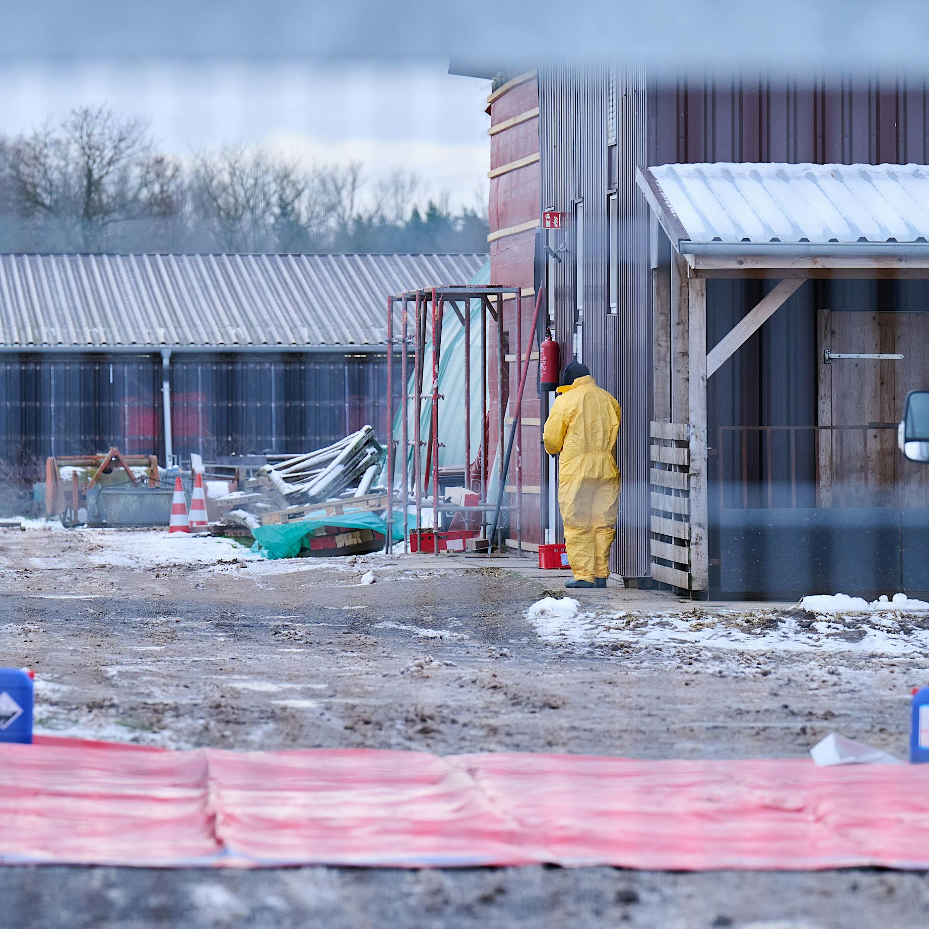 Maul- und Klauenseuche: Möglicher neuer Fall in der Nähe von Berlin