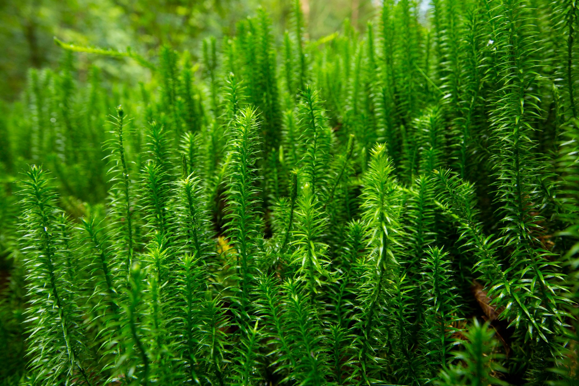 Bärlappsporen-Pulver wird aus den Sporen des Bärlappgewächses gewonnen – und unter anderem von professionellen Feuerspuckern verwendet.