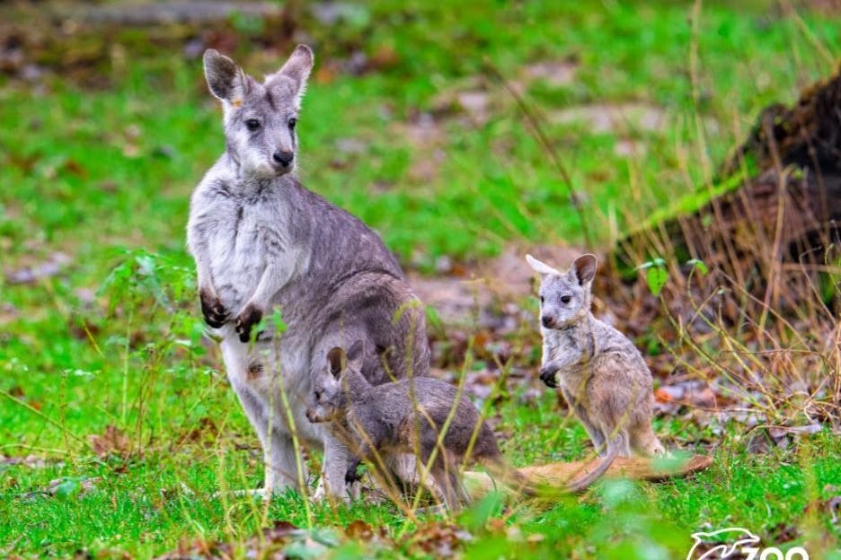 Doppelter Nachwuchs bei den Kängurus.