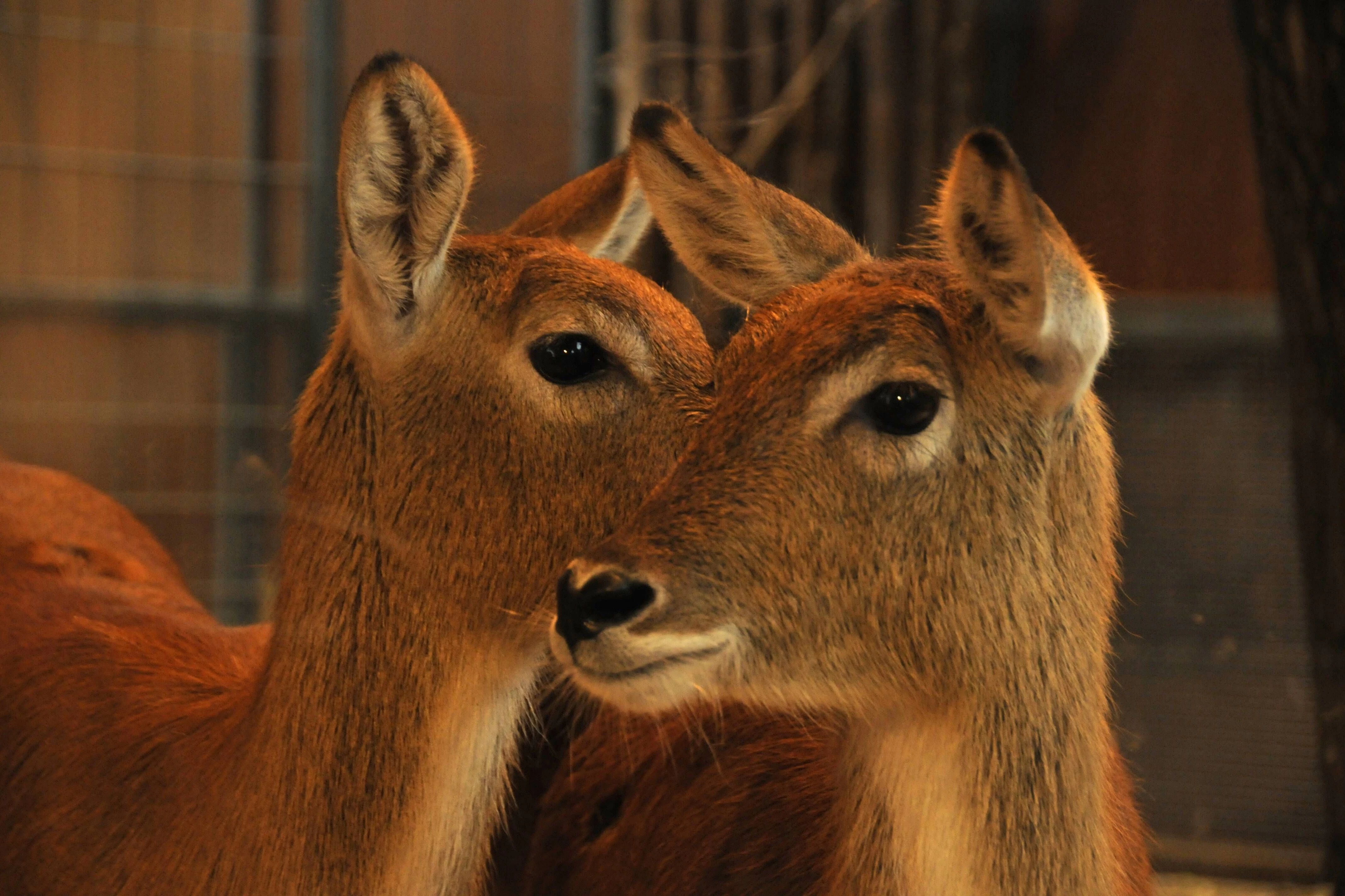 Dem Zoo fehlte der Platz für seine Antilopen. 